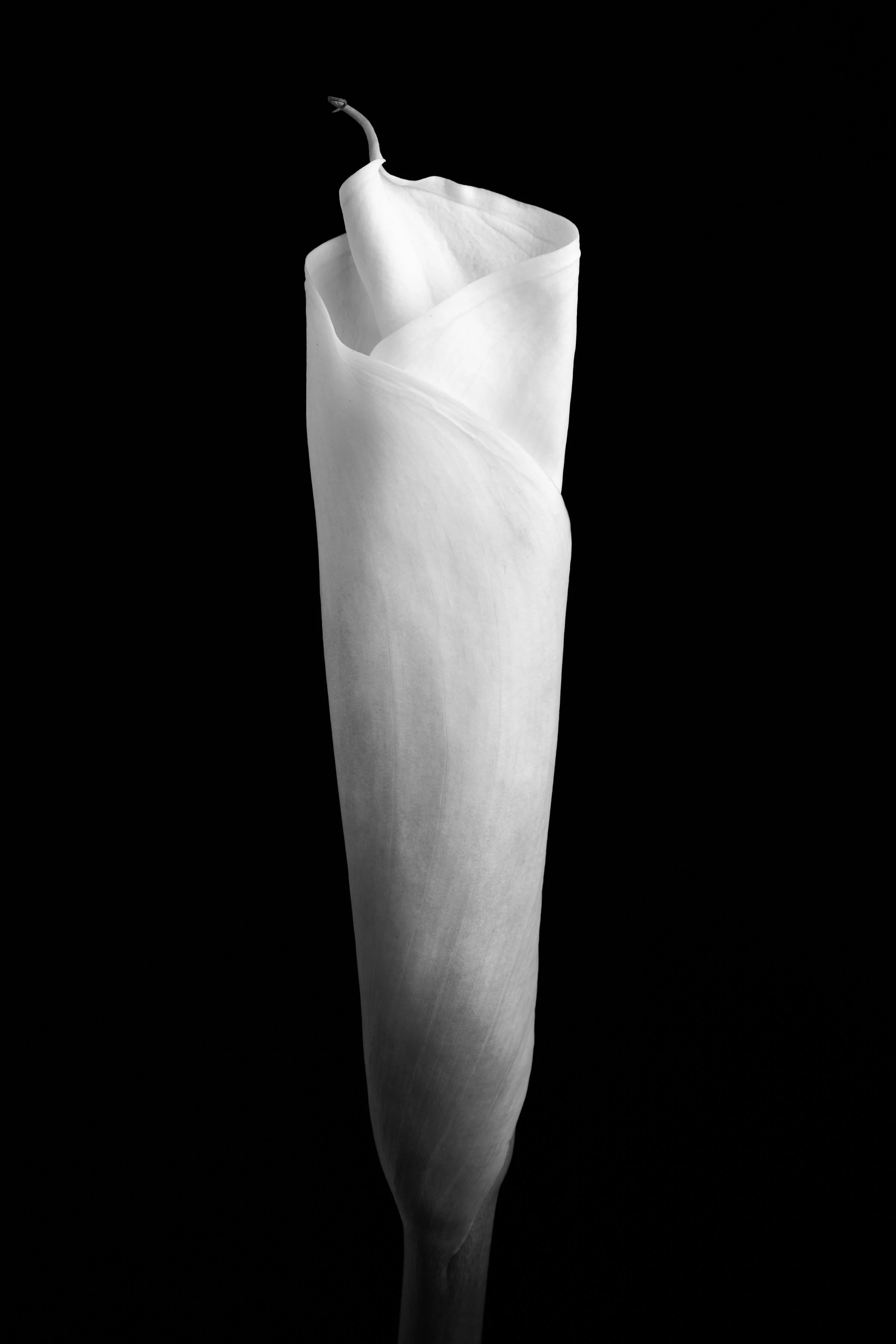 Calla Lily One Hundred-Ten