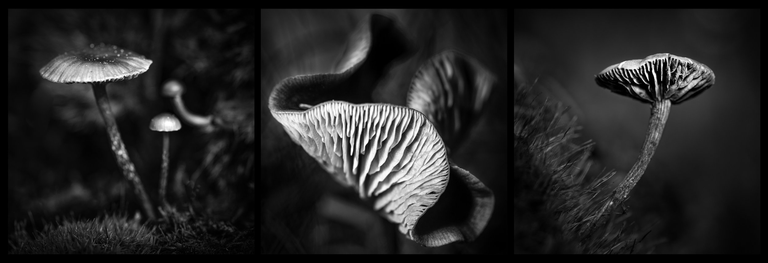Exquisitely crafted fine art, black and white collage of three mushrooms in various shapes and sizes growing on forest ground.