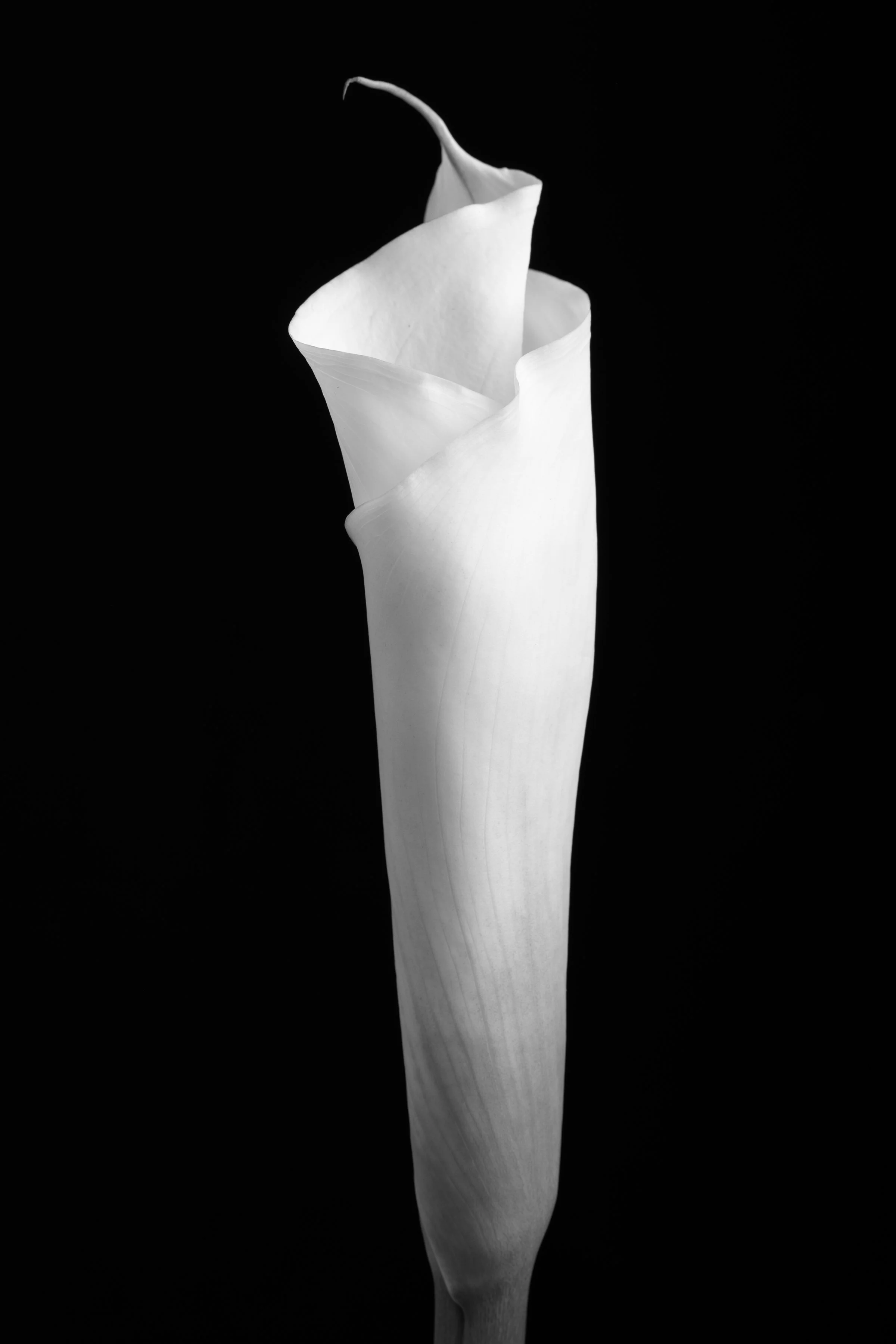 Calla Lily Ninety-Six