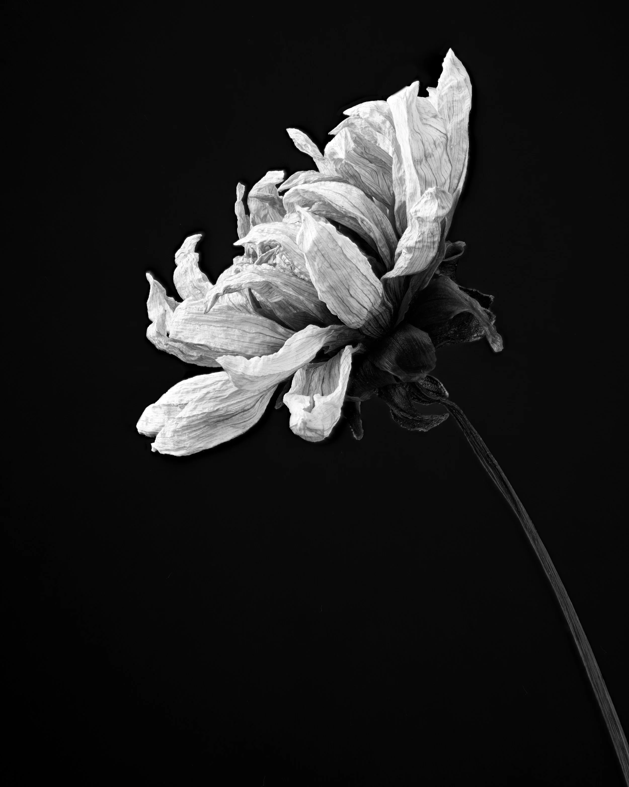 Aged Dahlia (2023)