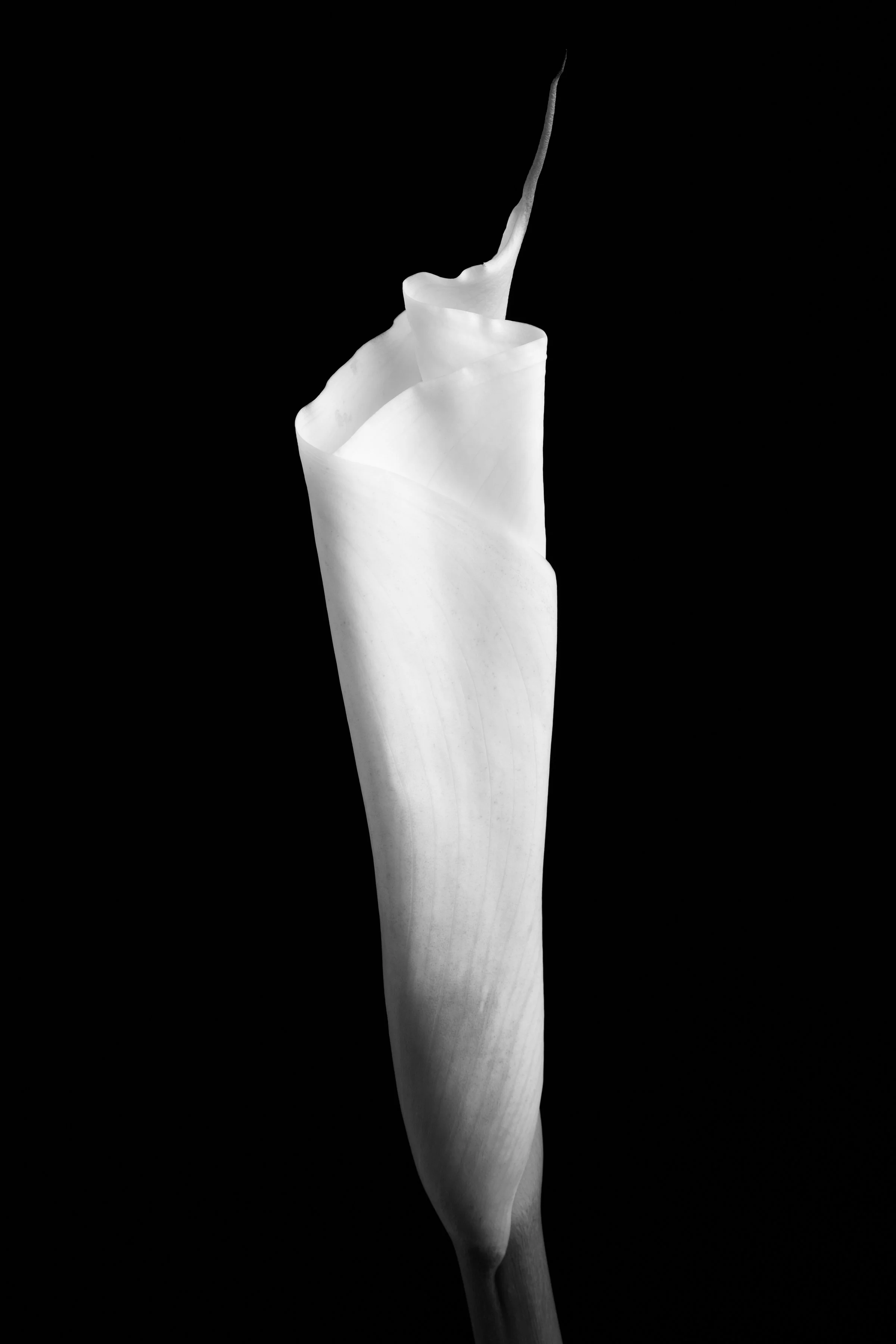 Calla Lily One Hundred-Nine