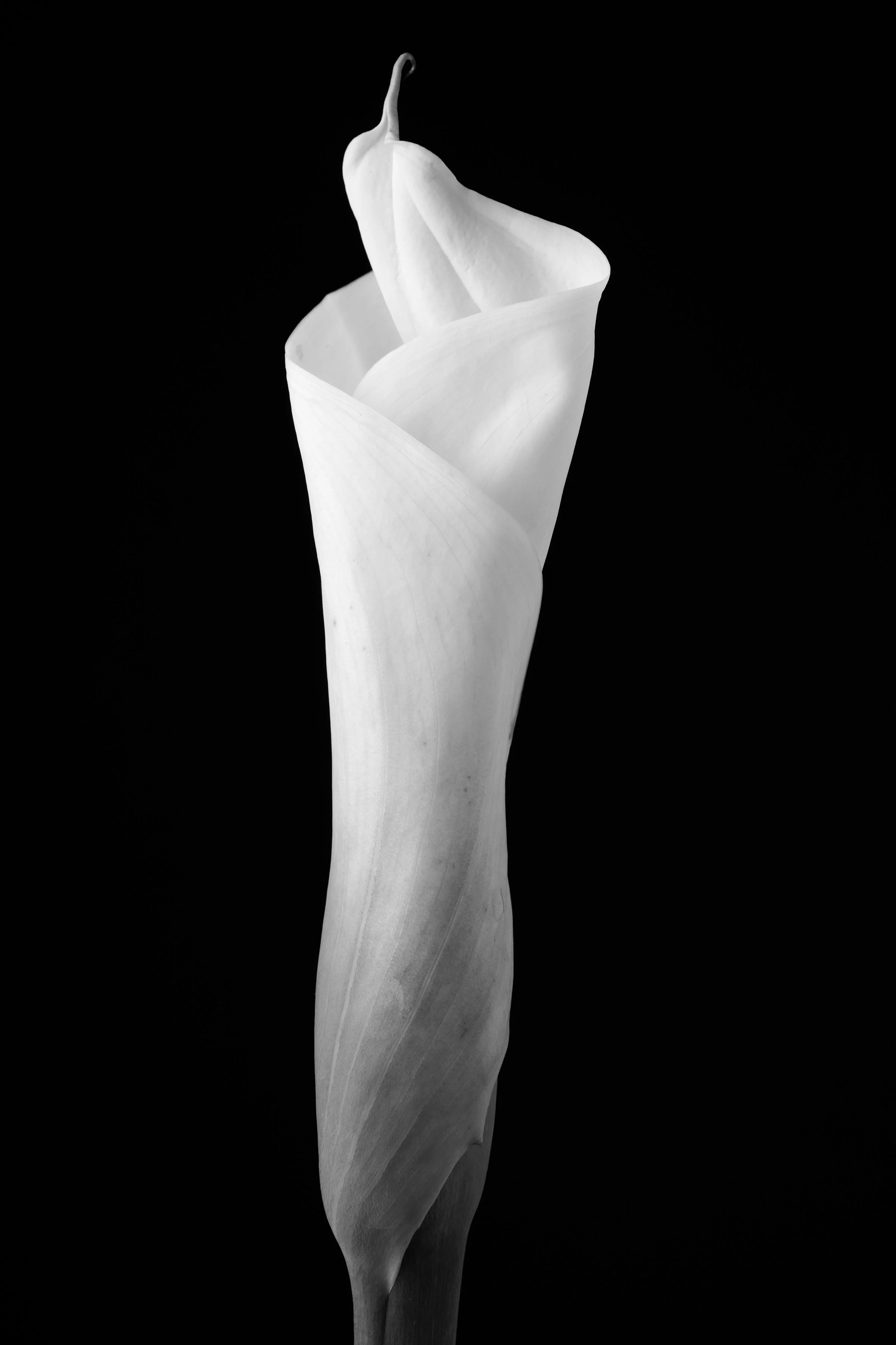 Calla Lily Forty-Four