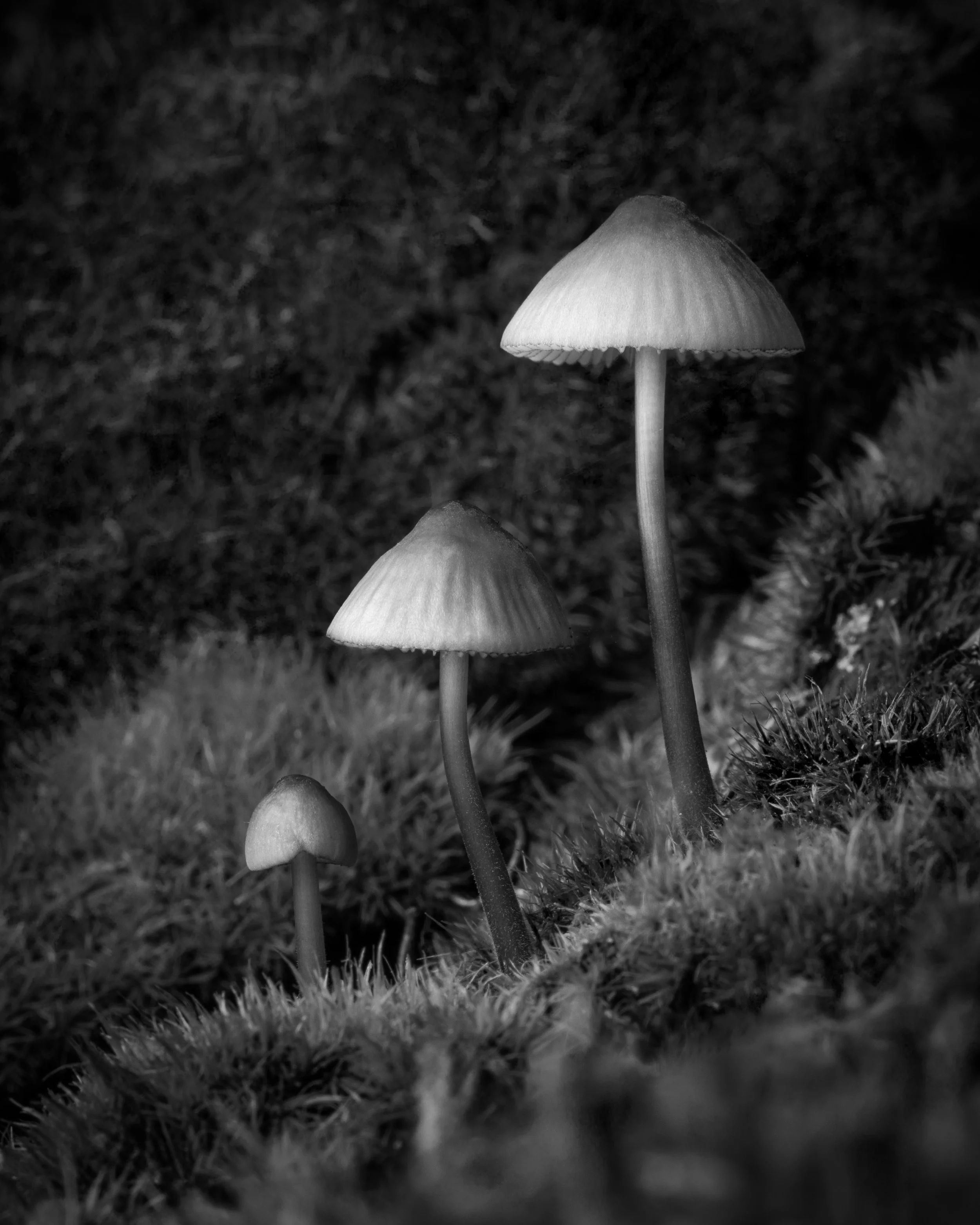 The Family of Mushroom - 16x20" Framed Fine Art Print - Limited Edition of 5