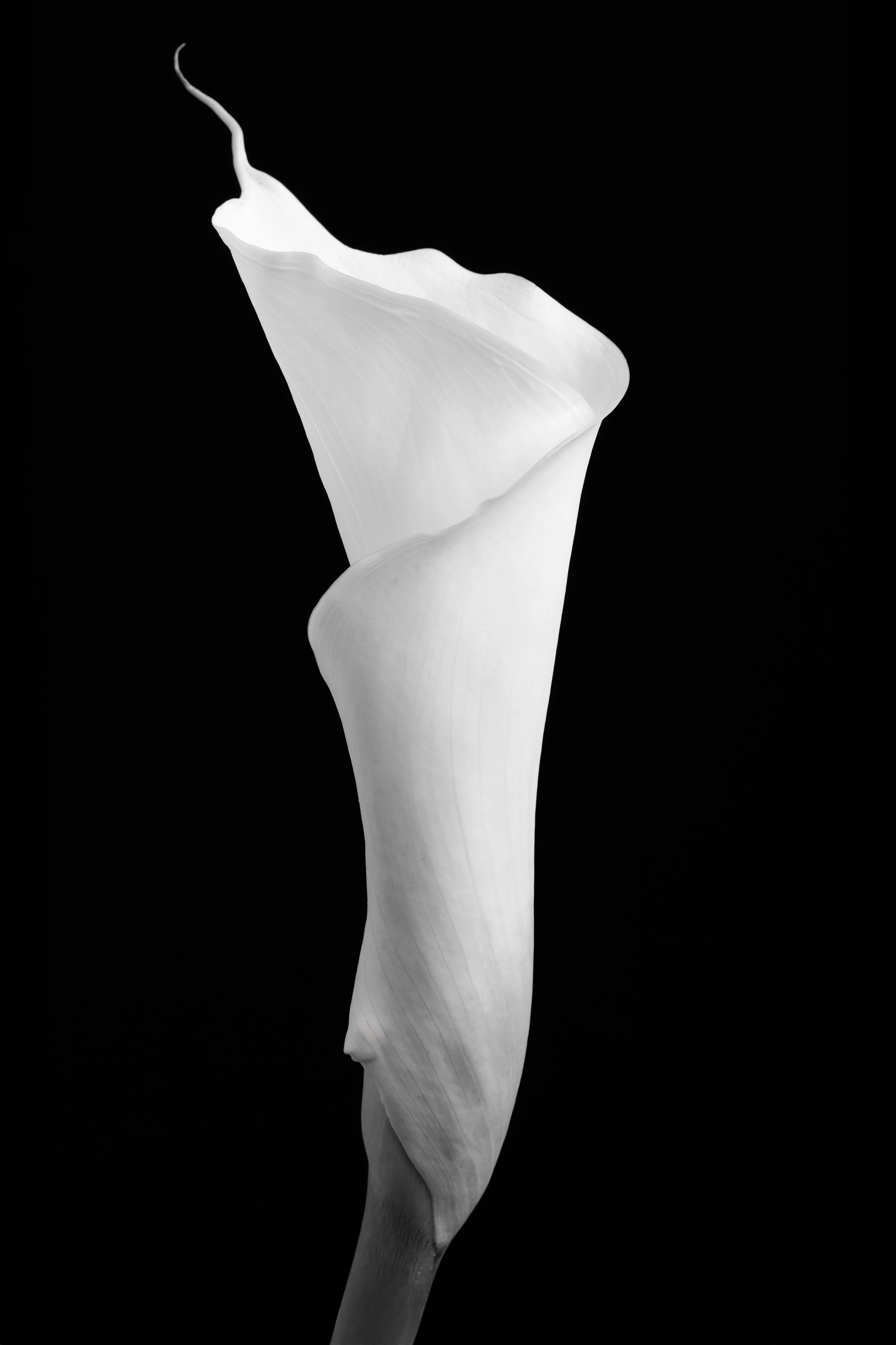 Calla Lily Eighty-One