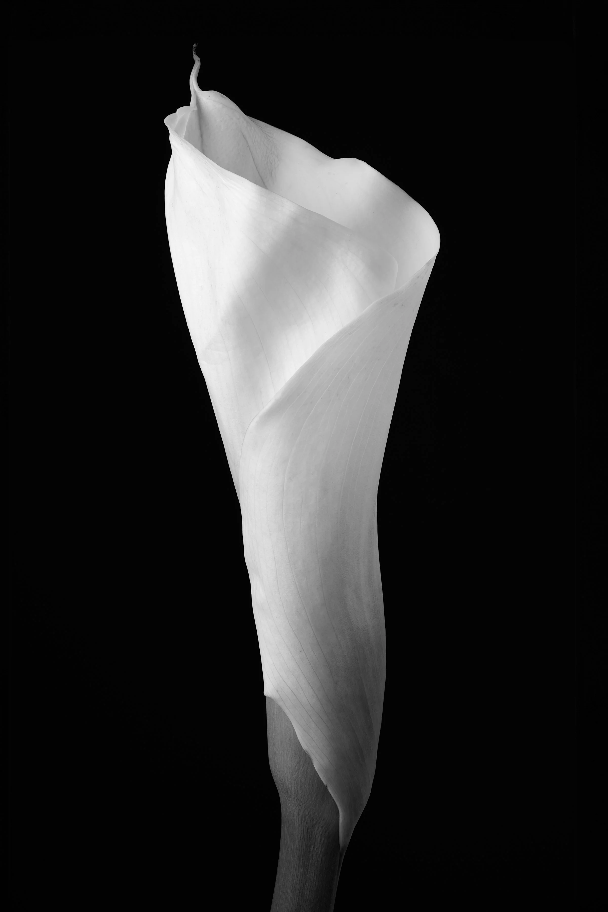 Calla Lily Sixteen