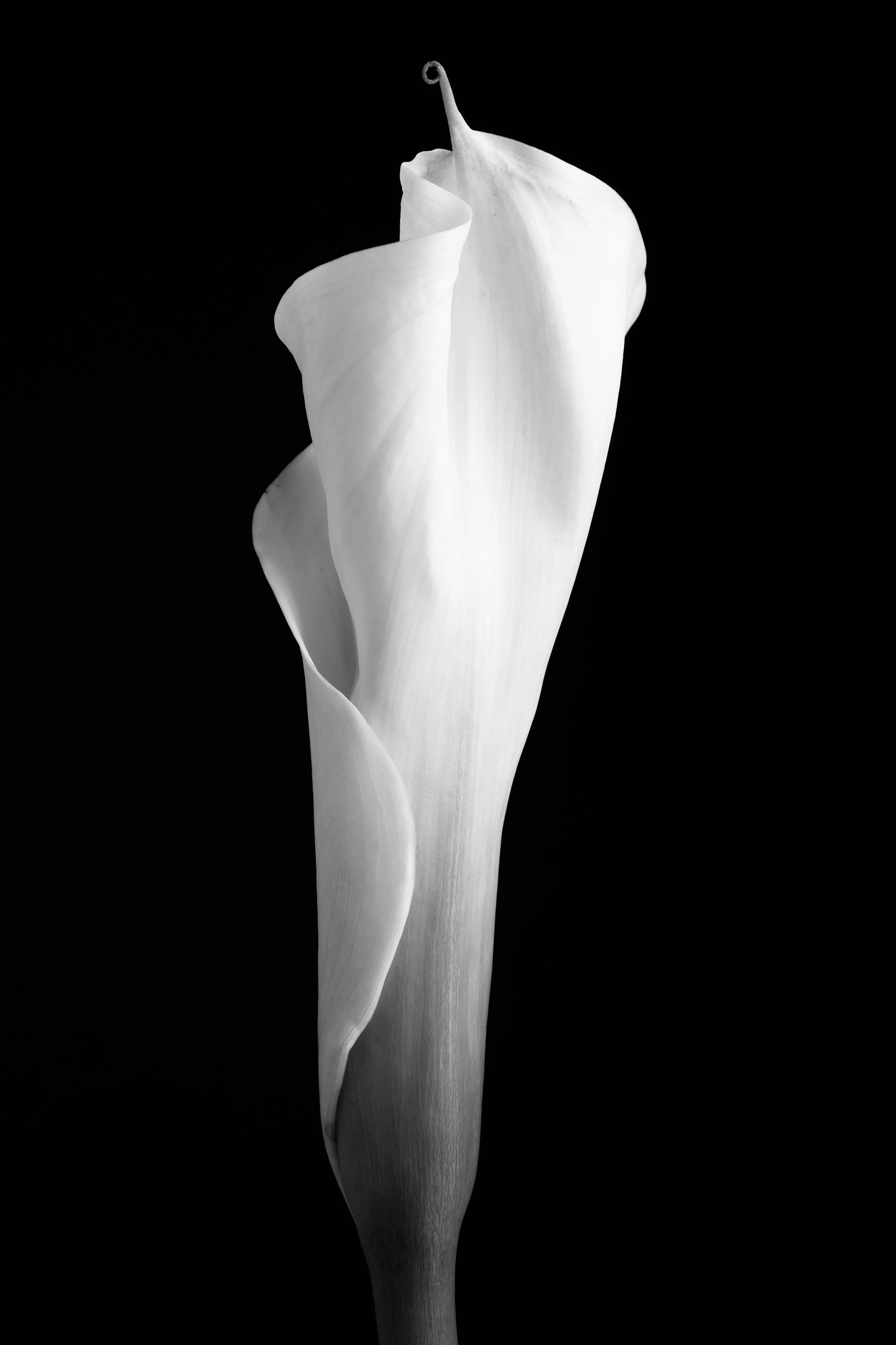Calla Lily Twenty-Five