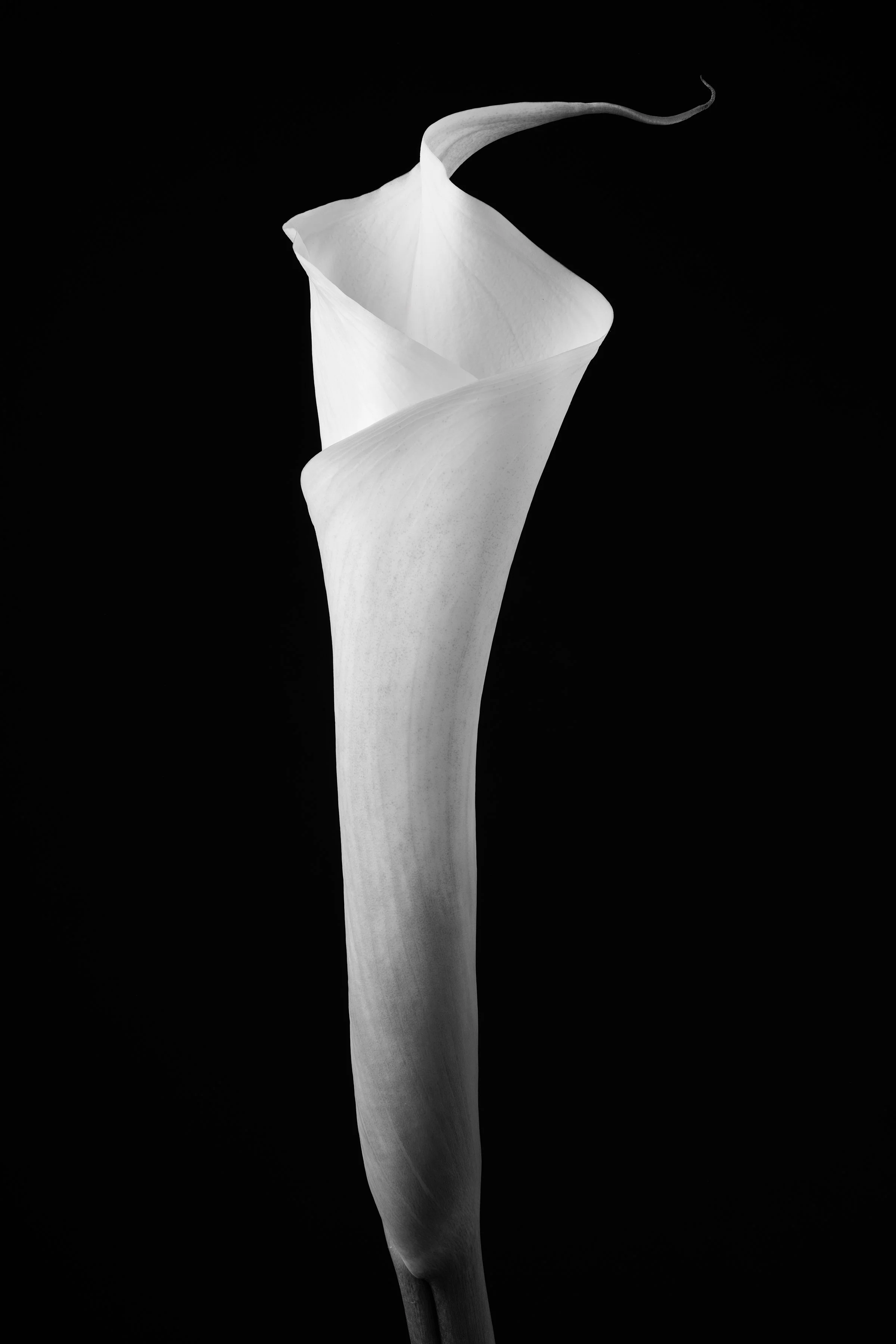 Calla Lily Twenty-Two