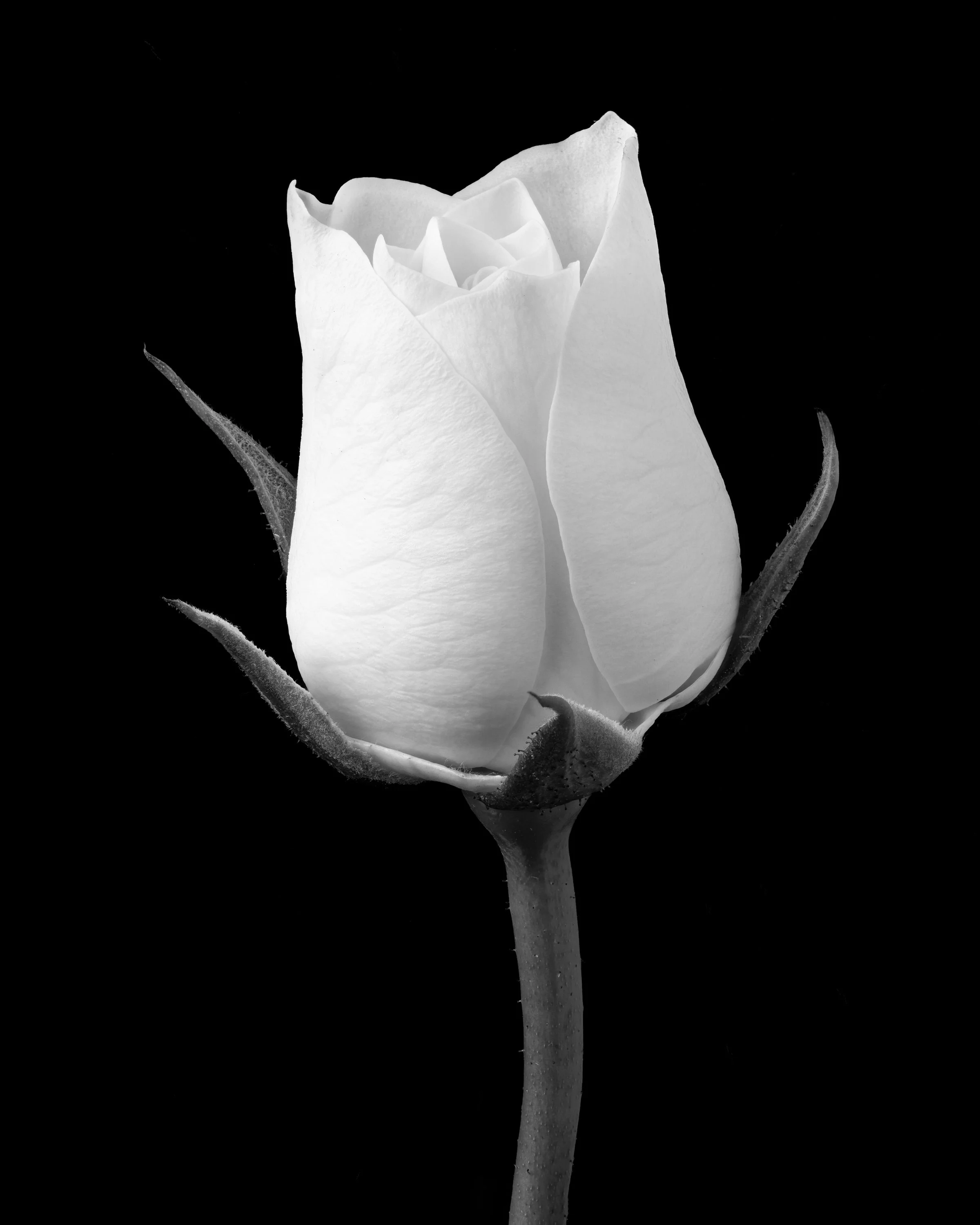 Miniature White Rose No. 2 (2023)