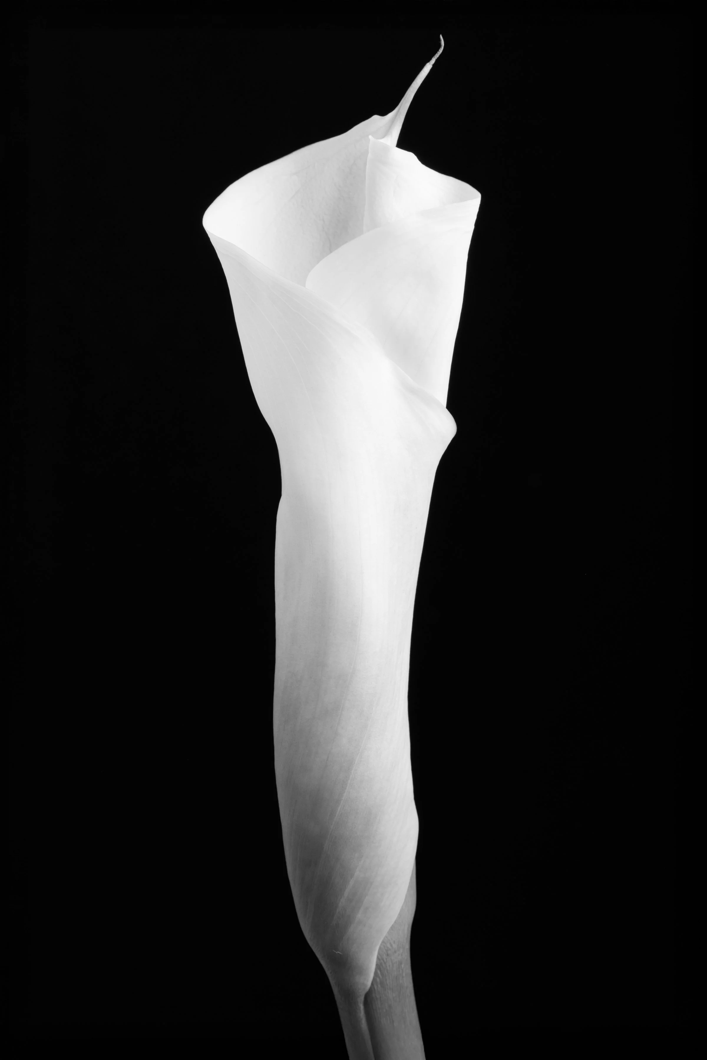Calla Lily Eighty-Four