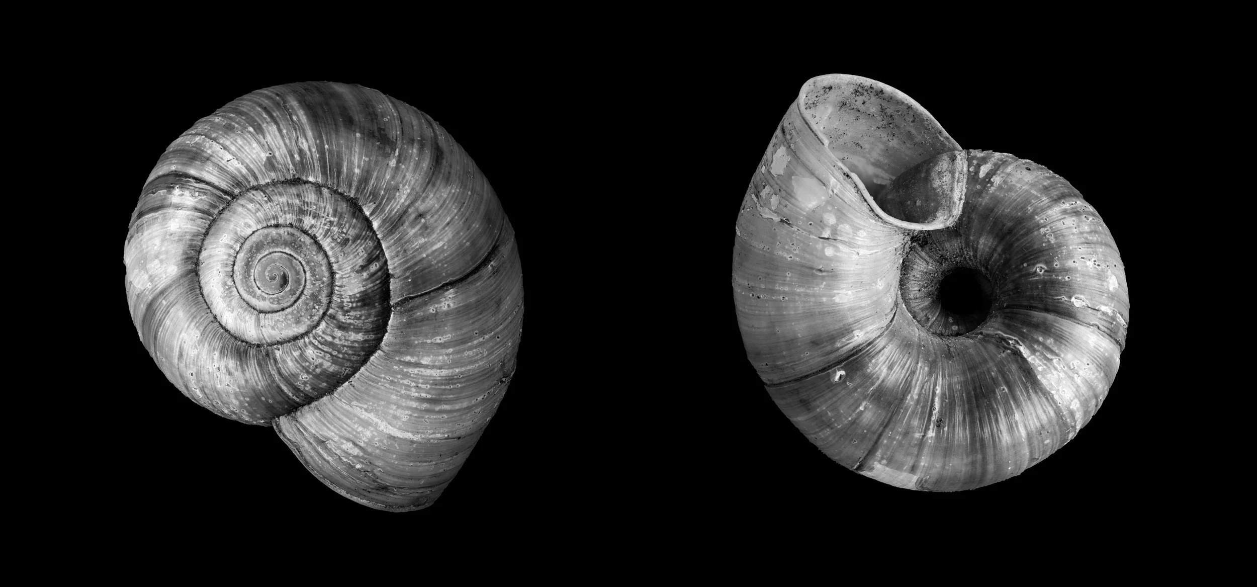 The Calder Creek Shell (2024)