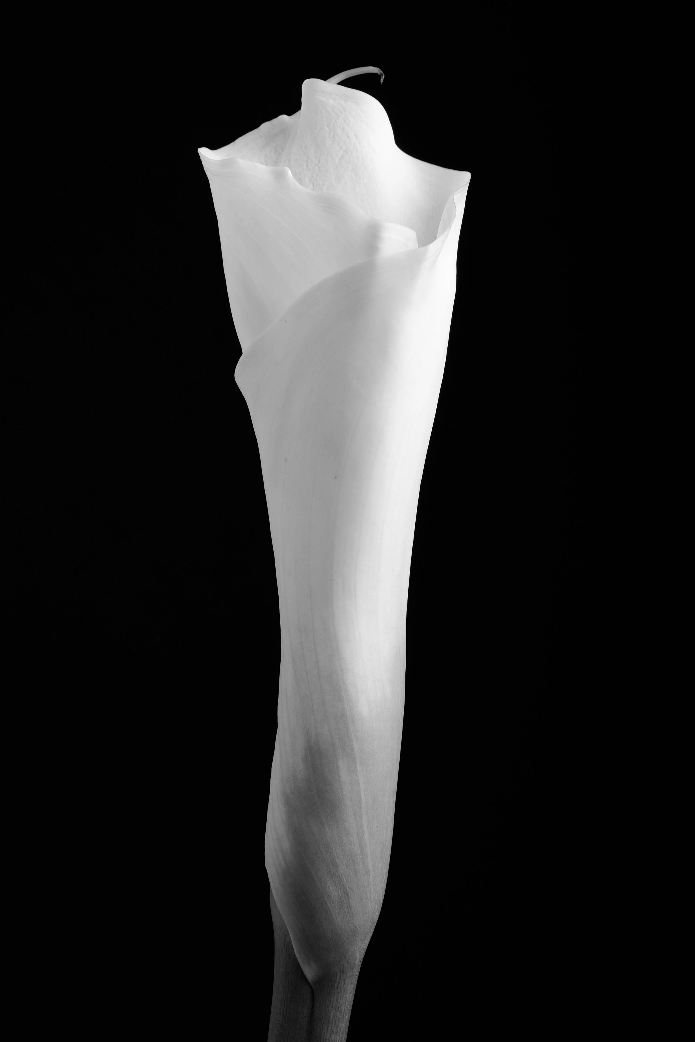 Calla Lily Thirty