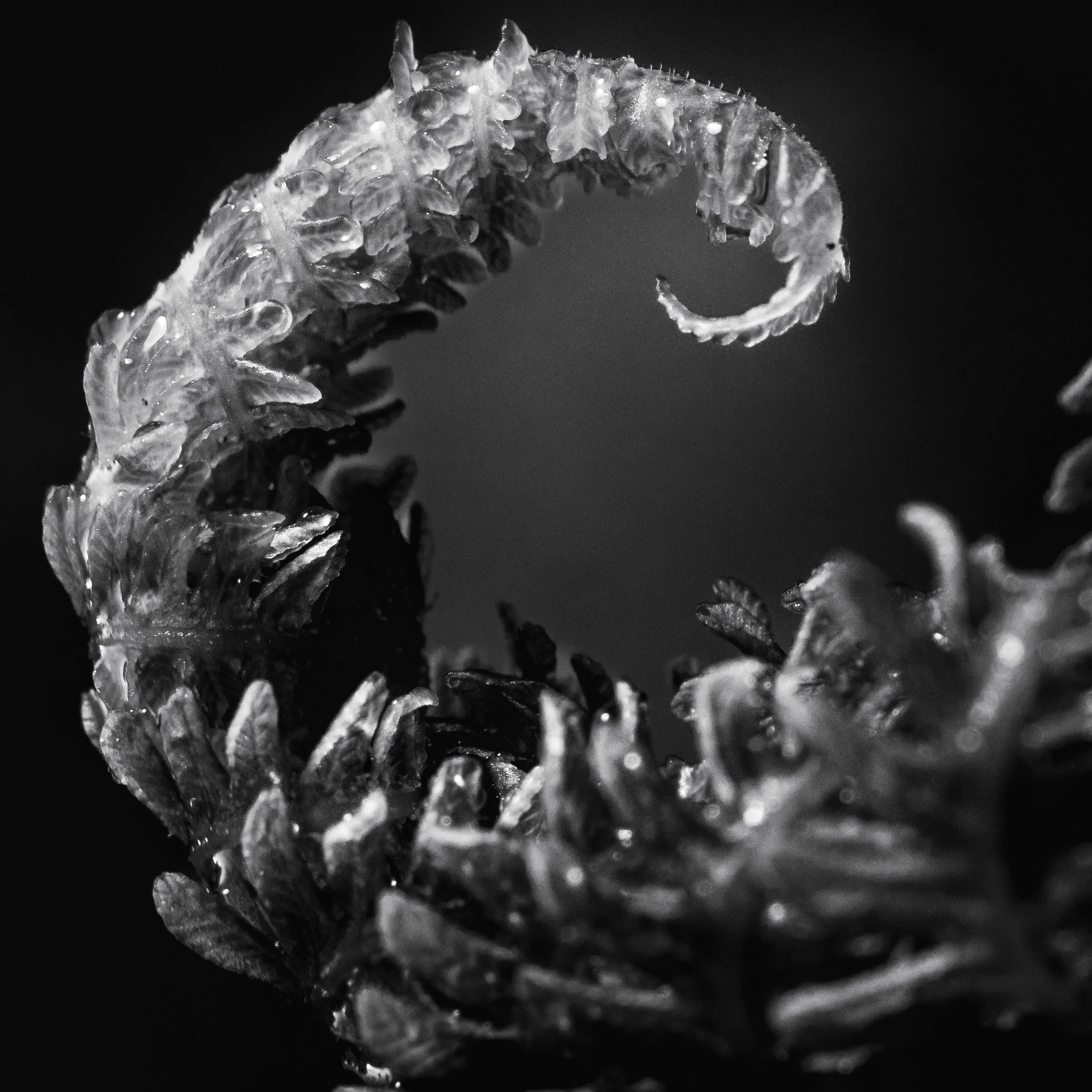 Early Spring Emergence (2023)