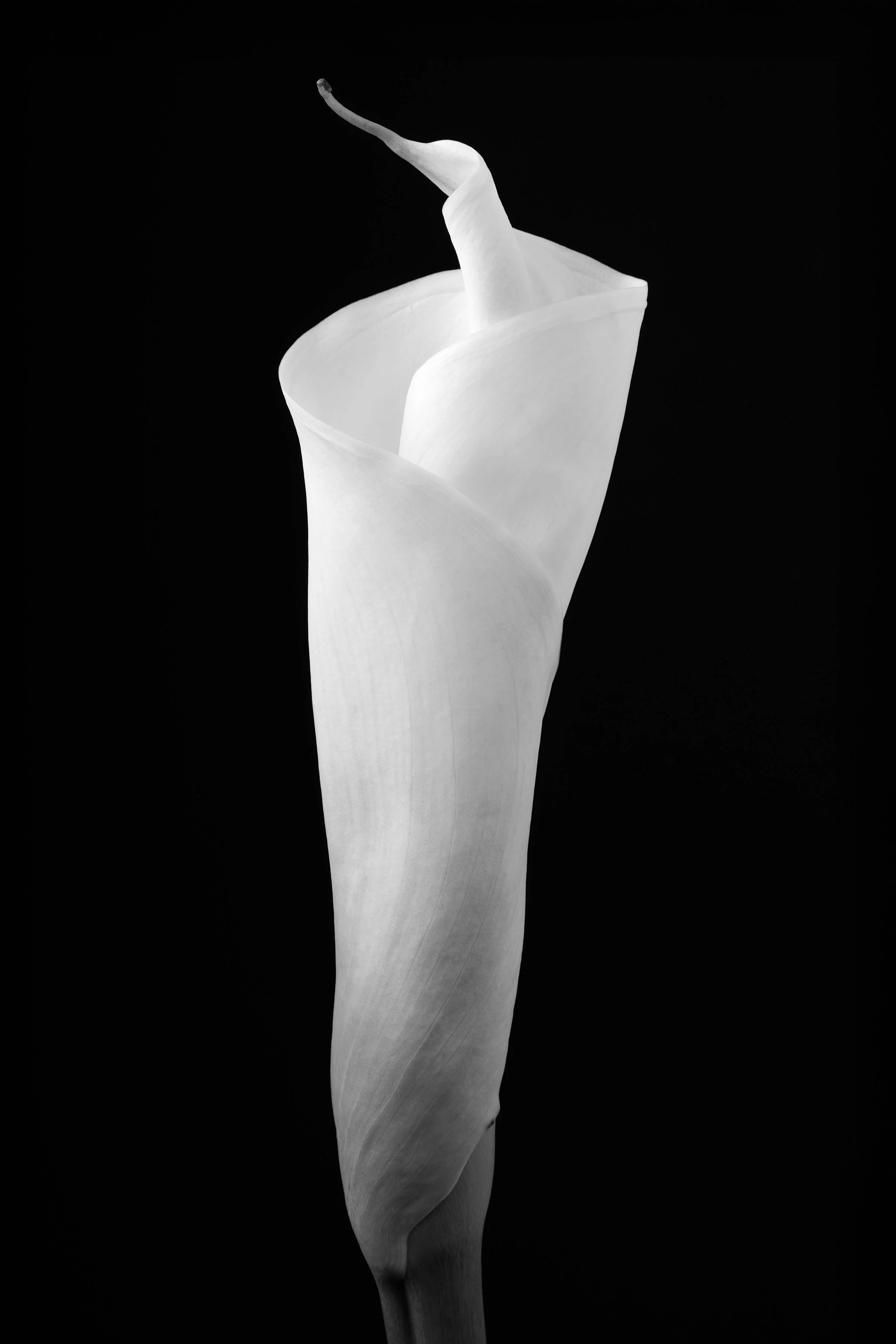 Calla Lily Sixty-Eight