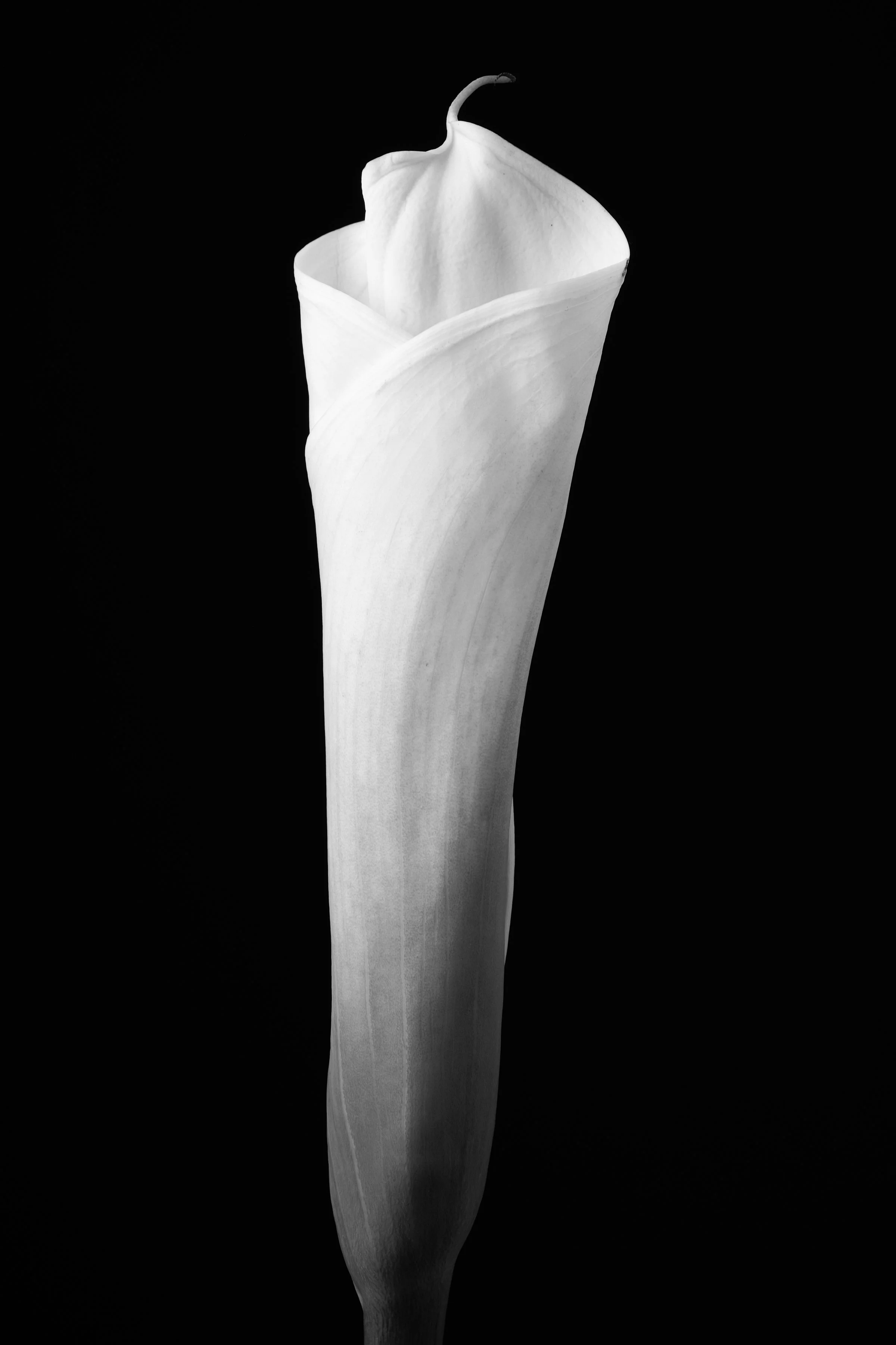 Calla Lily Fifty-Seven