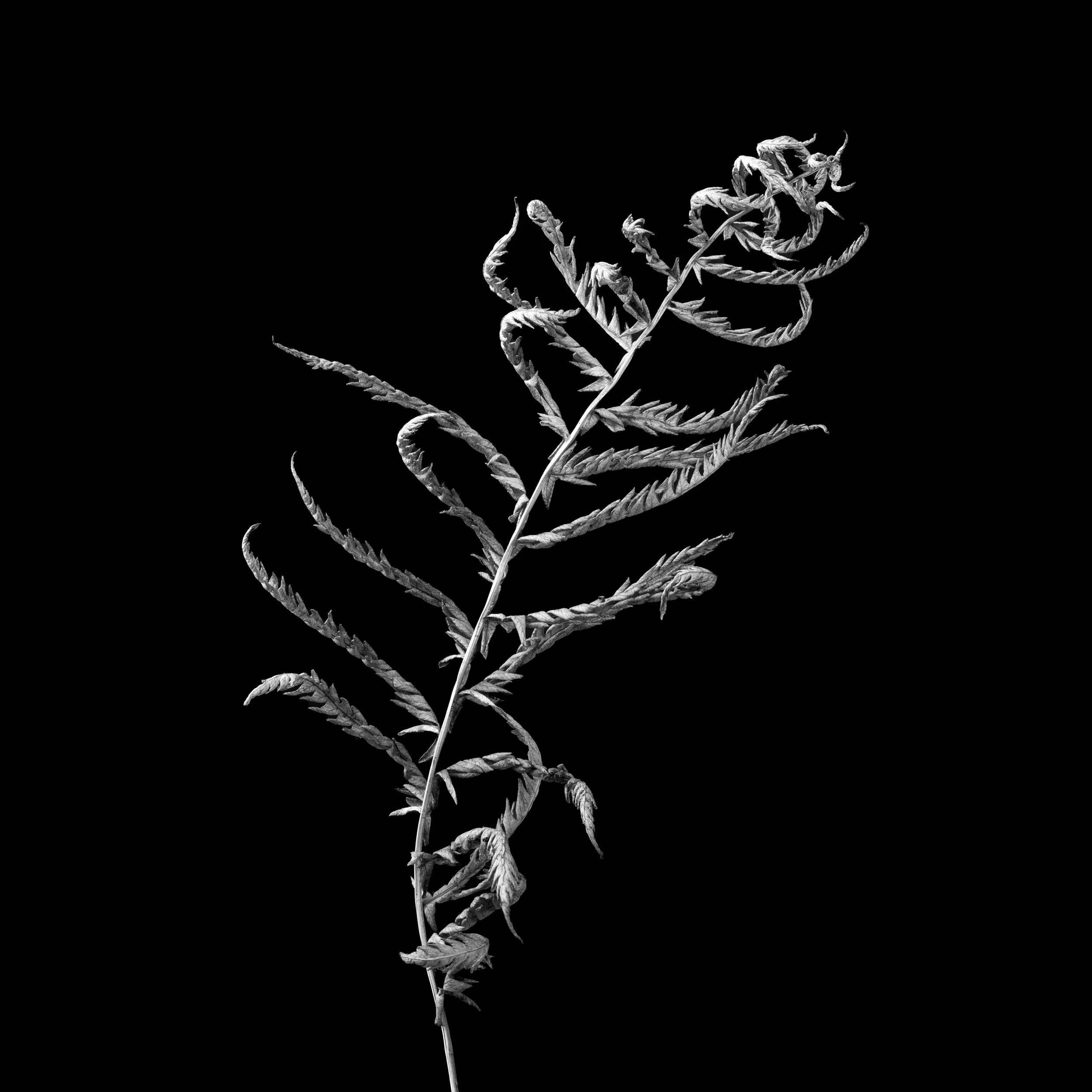 The Dancing Fern - 16x20" Framed Fine Art Print - Limited Edition of 5