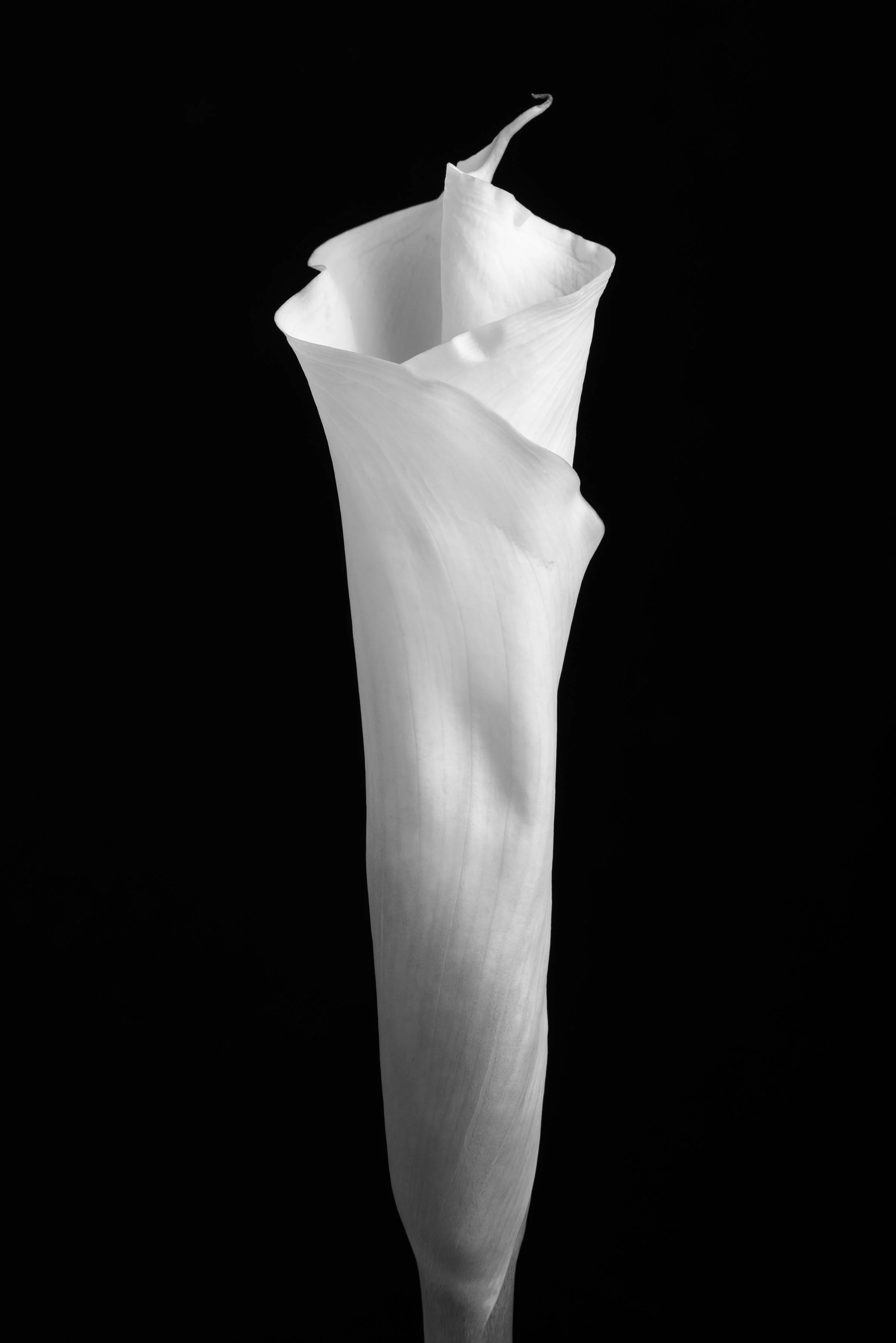 Calla Lily Ninety-Four