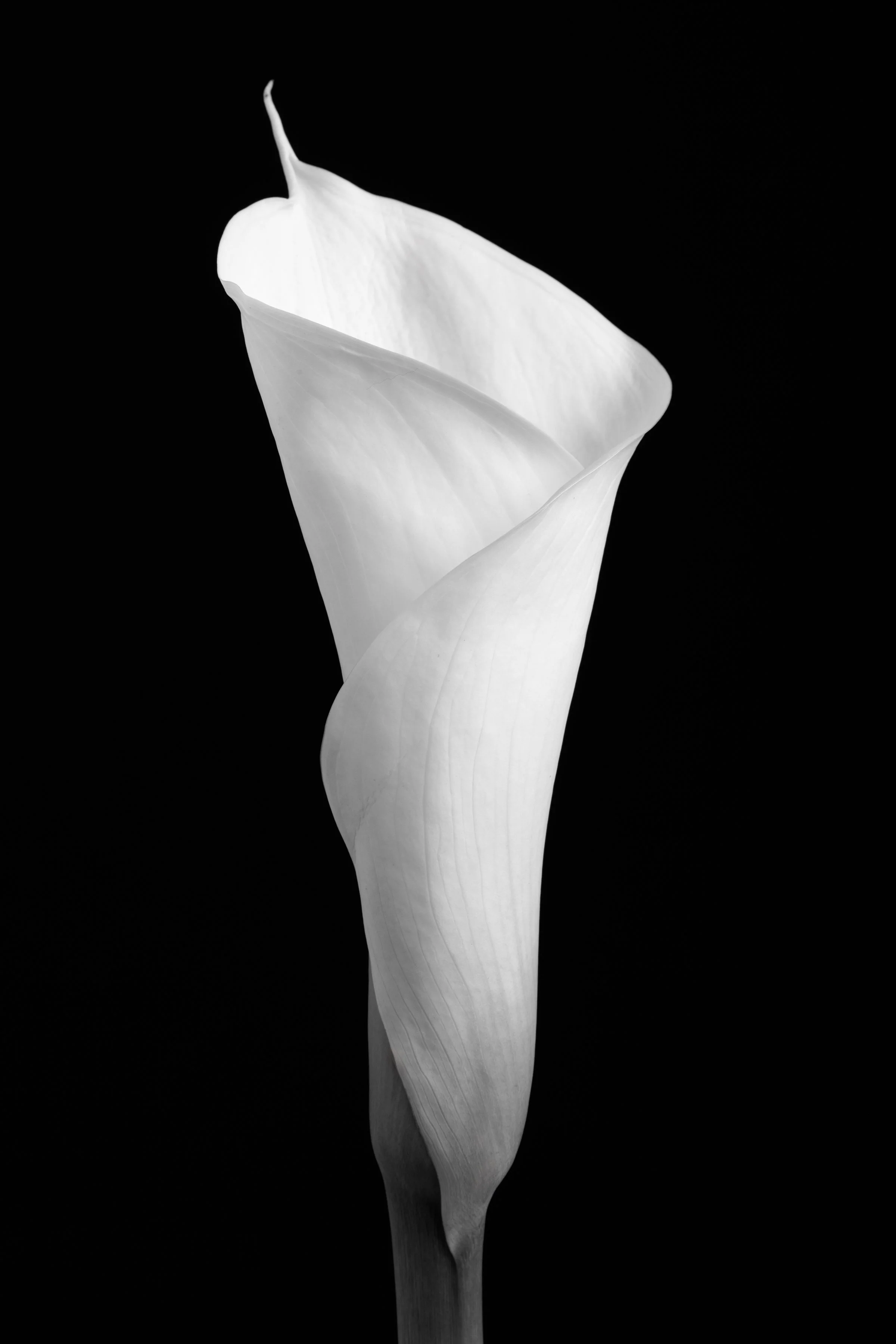 Calla Lily Ninety