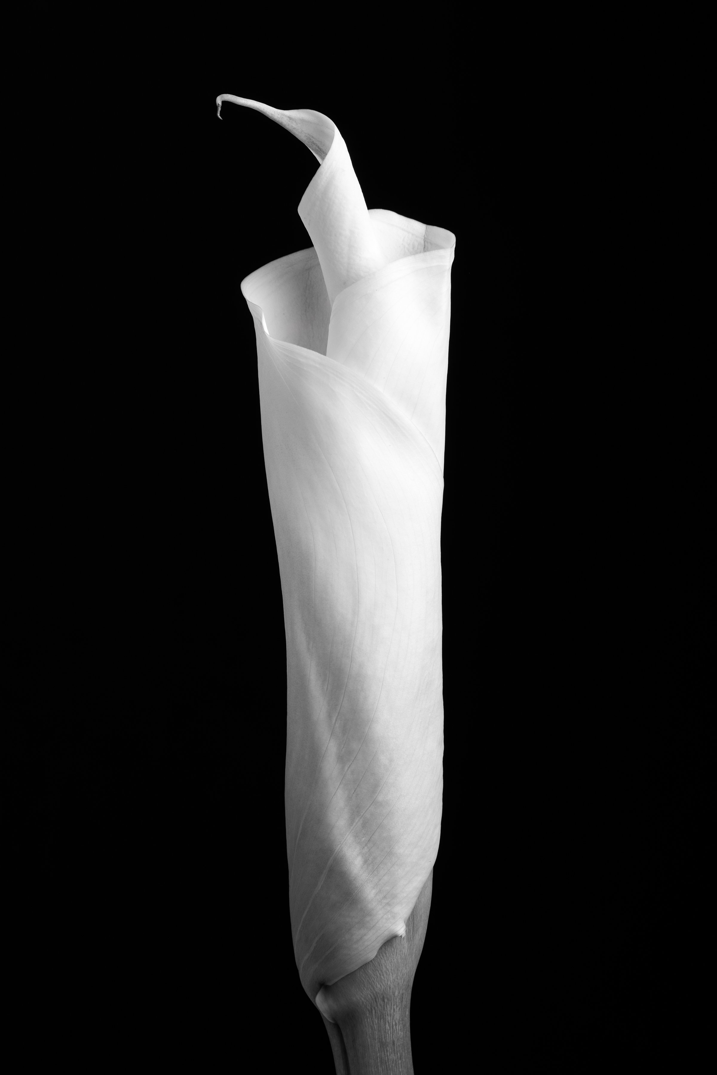 Calla Lily Ninety-Nine