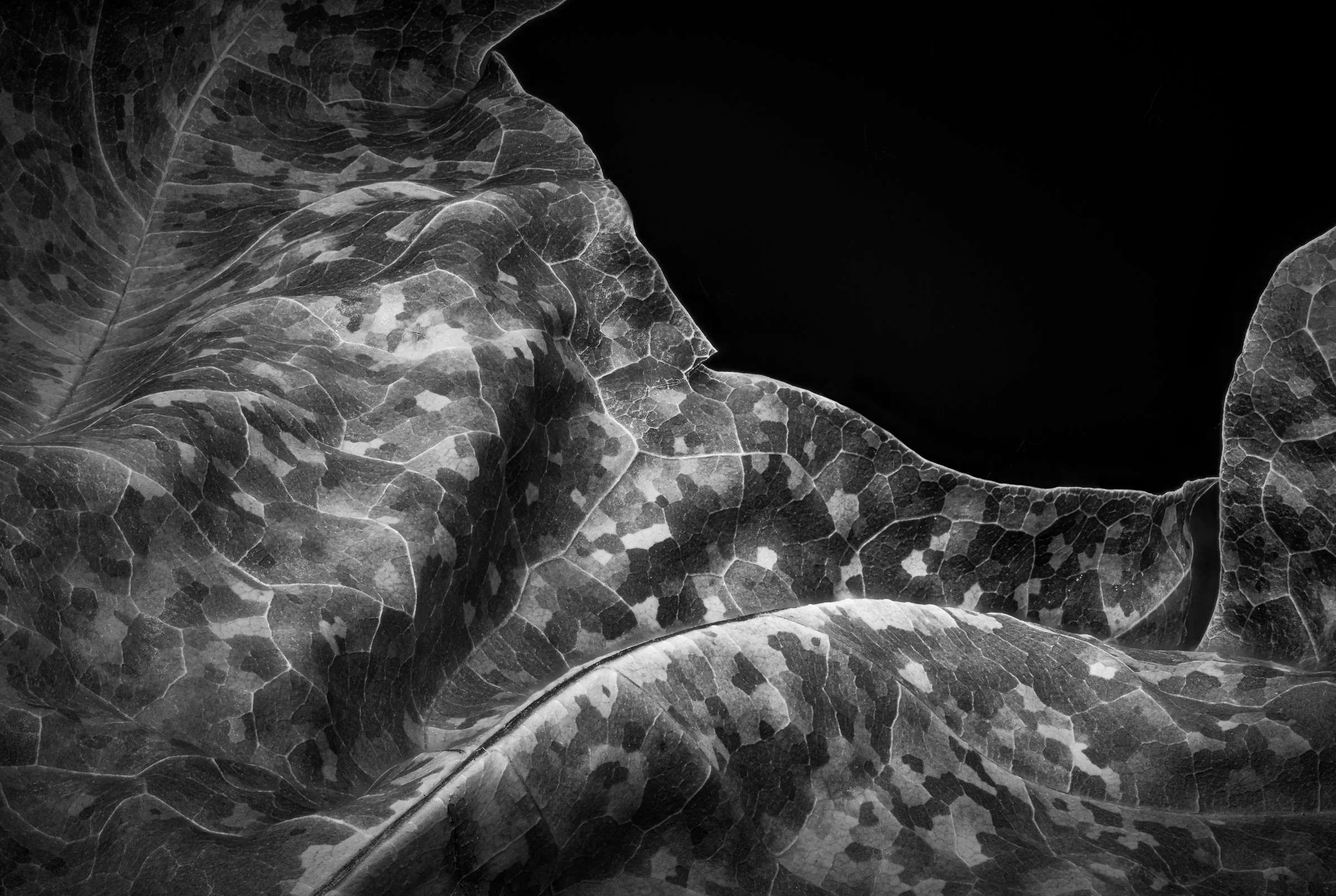 Leafscape No. 1 (2023)