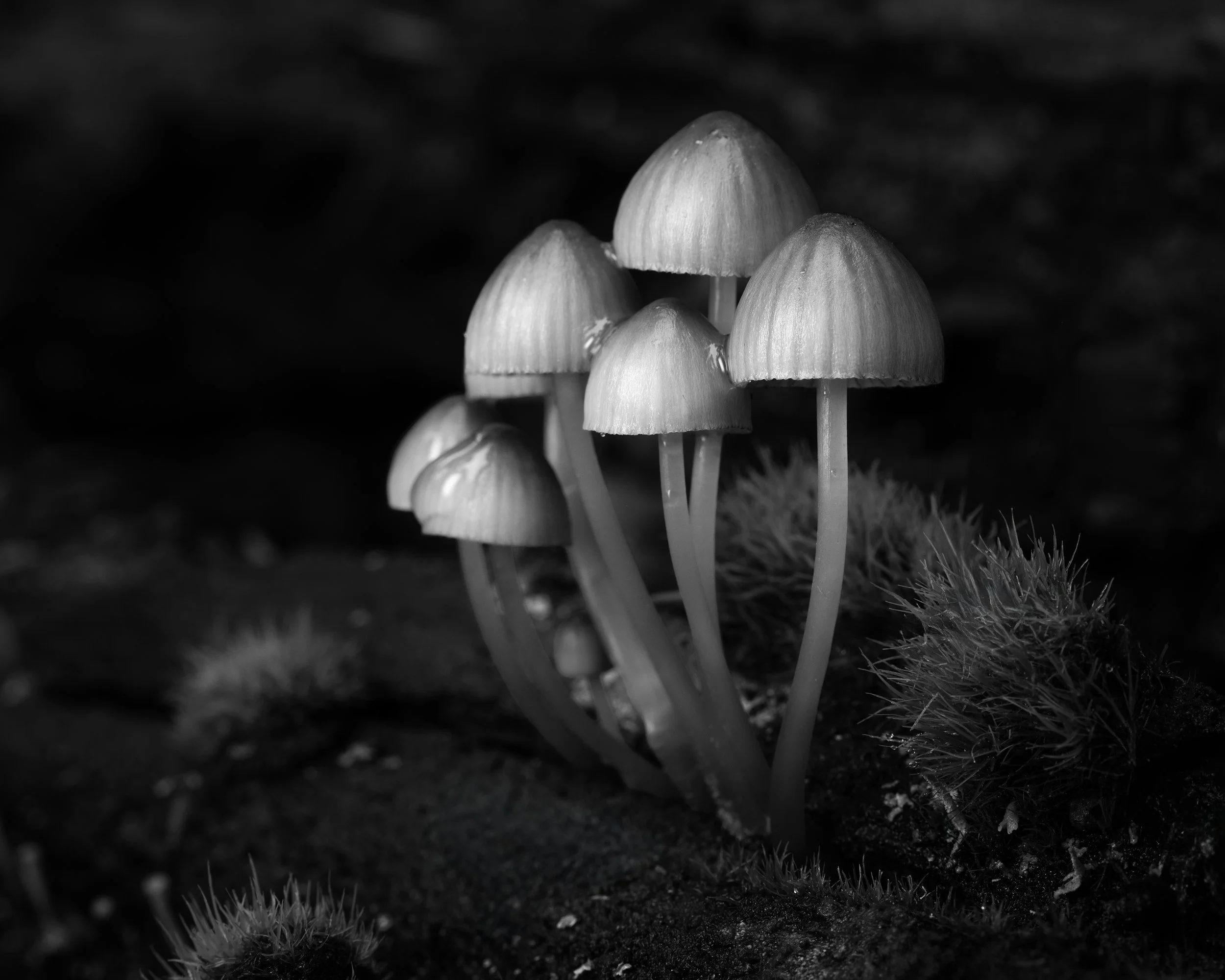 A Fun of Mushrooms (2025)