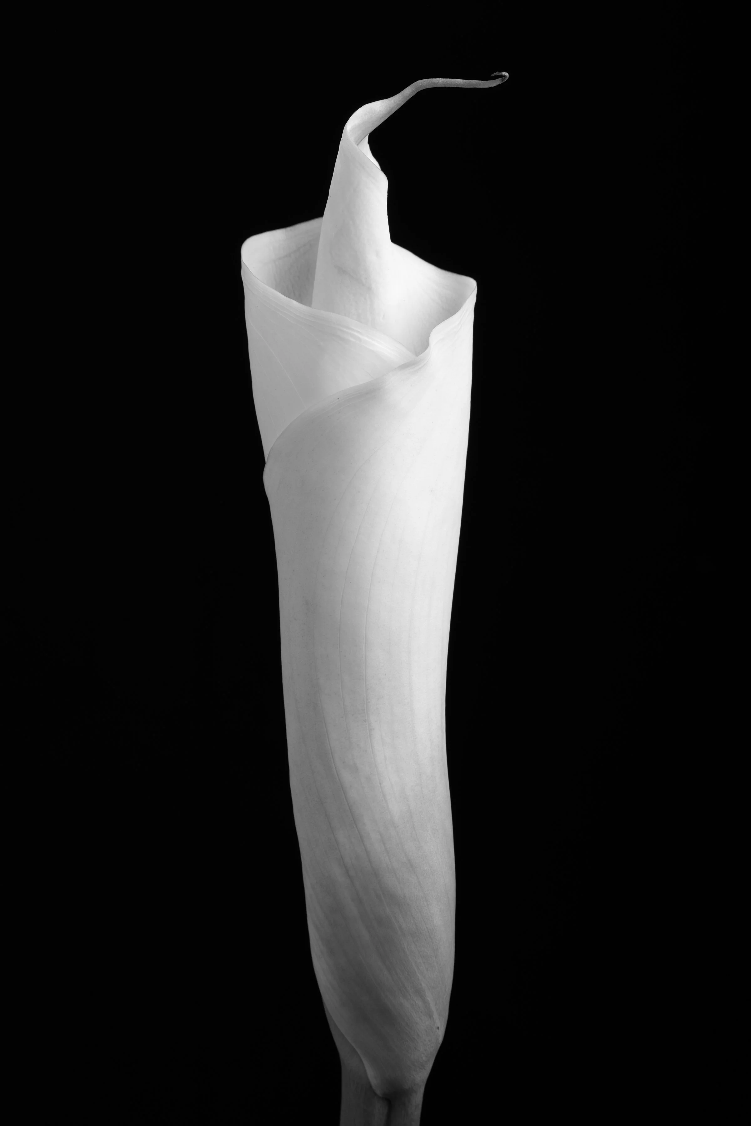 Calla Lily Ninety-Five