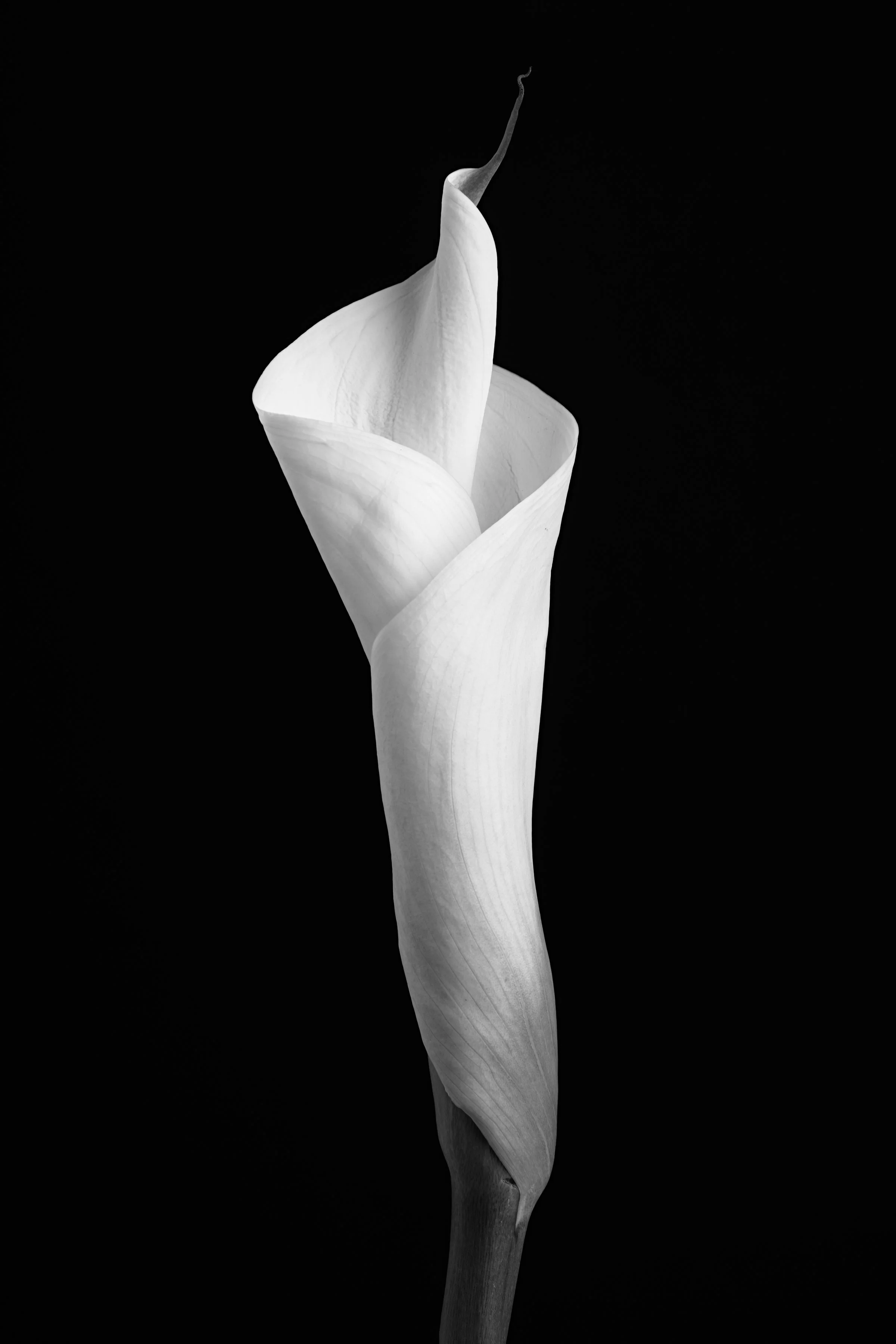 Calla Lily Seven