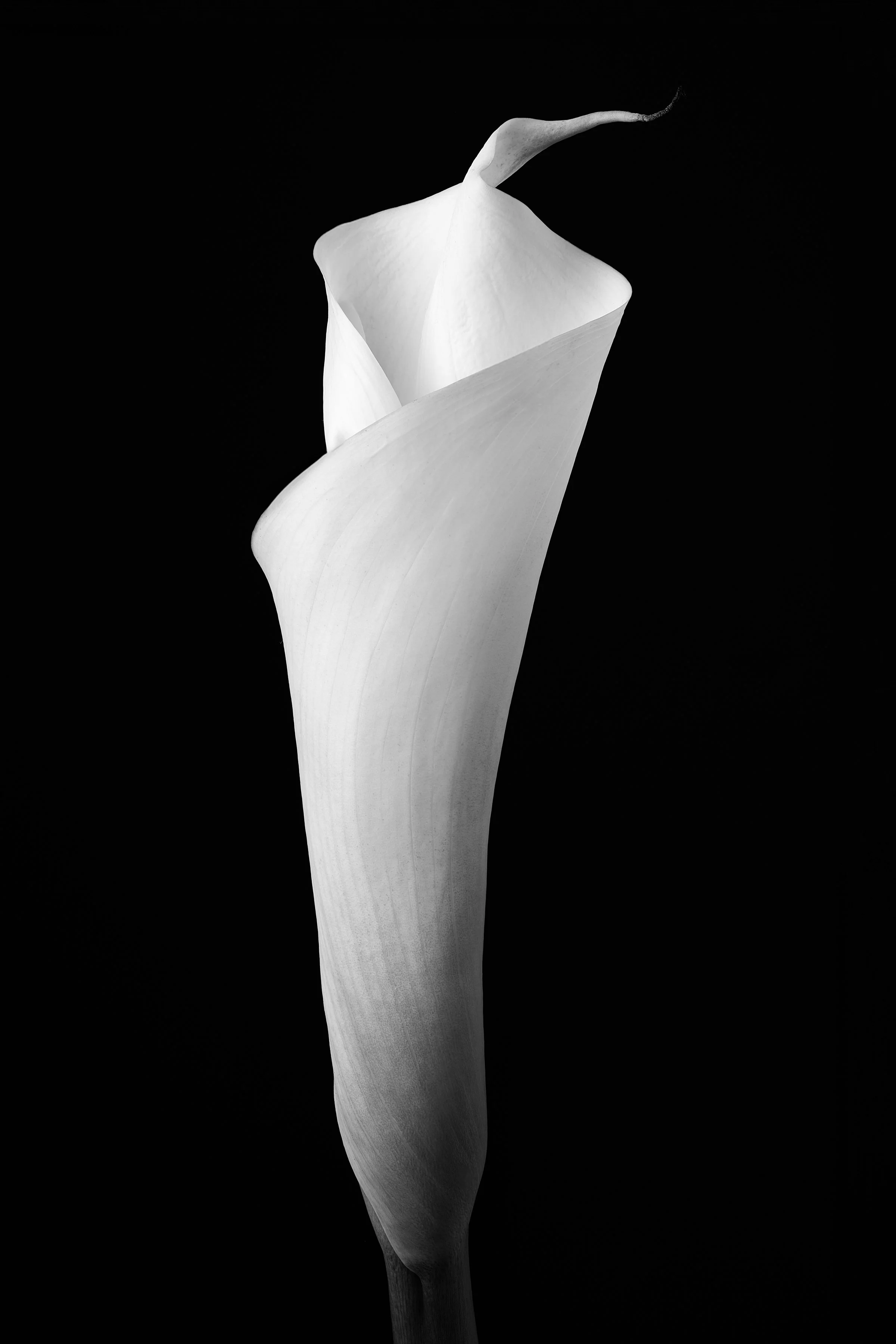 Calla Lily Seventeen