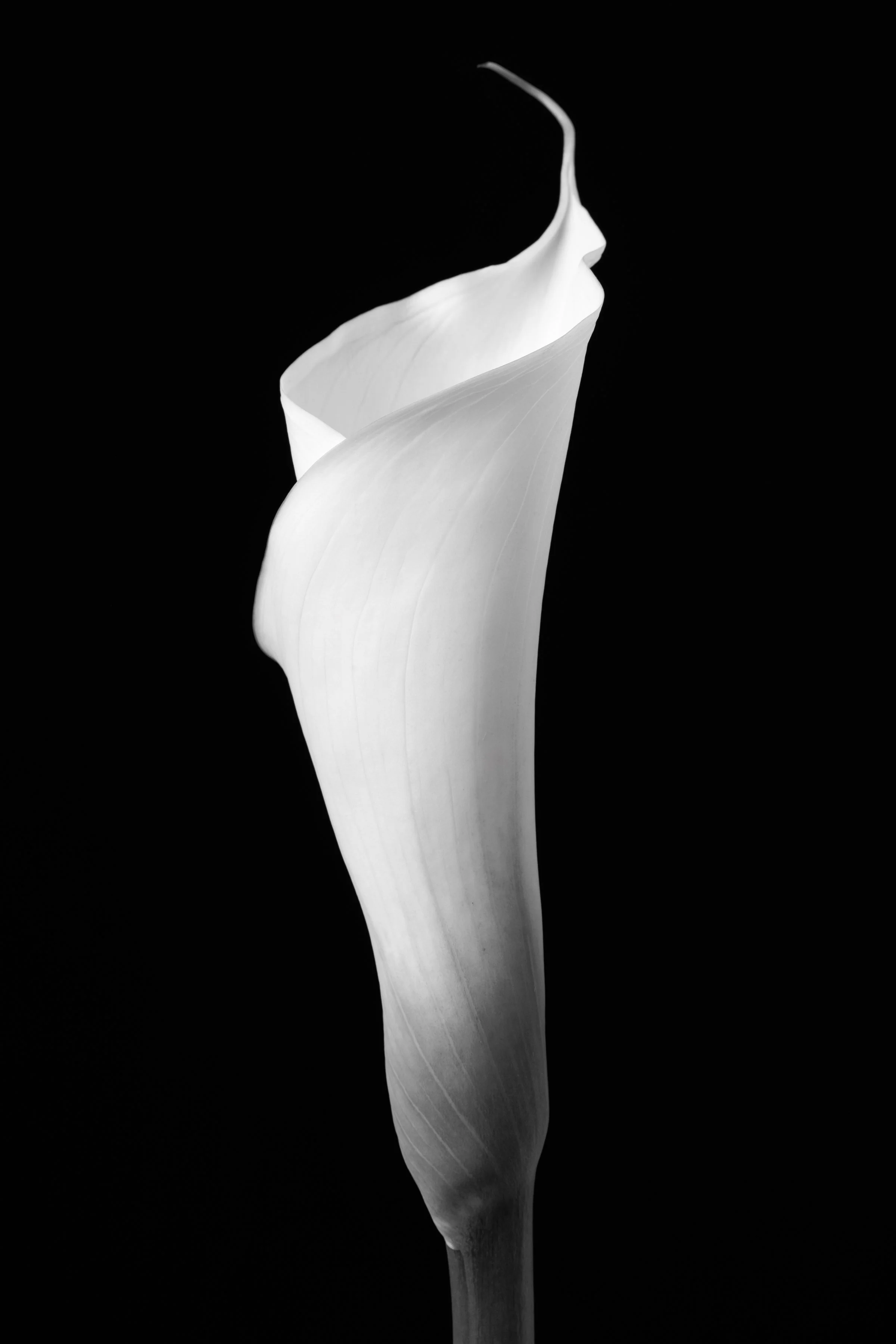 Calla Lily Ninety-Two
