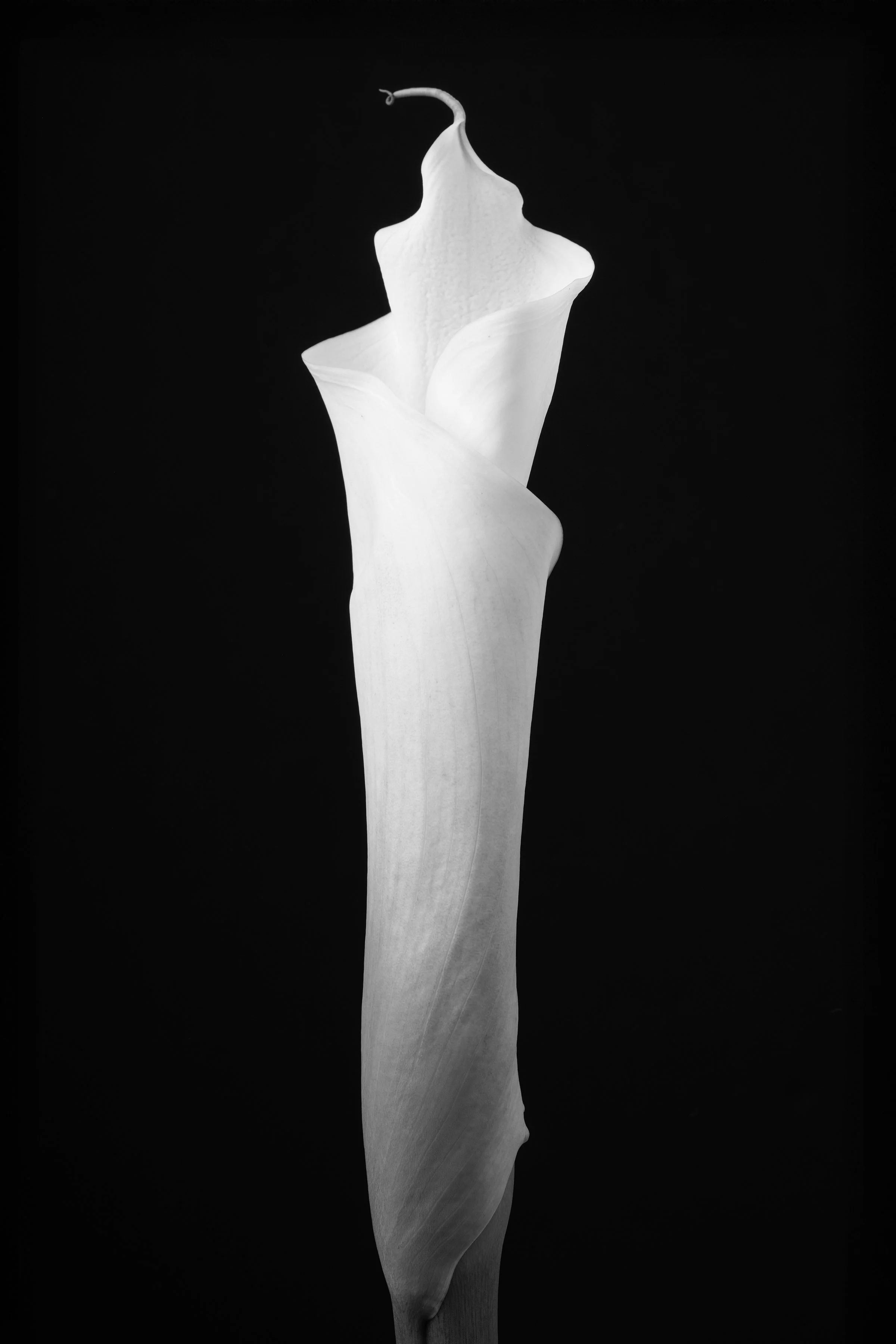 Calla Lily Sixty-Six