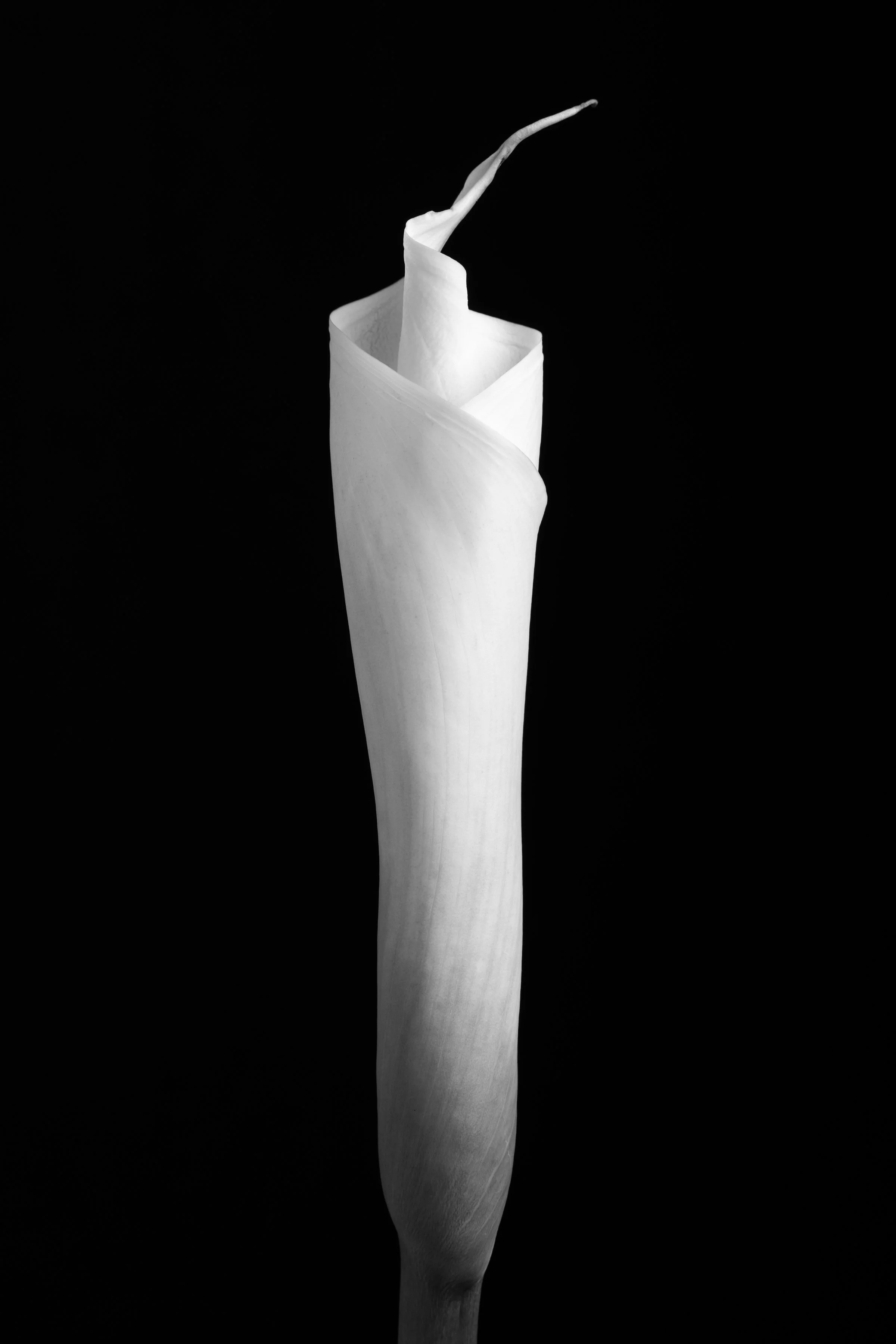 Calla Lily One Hundred