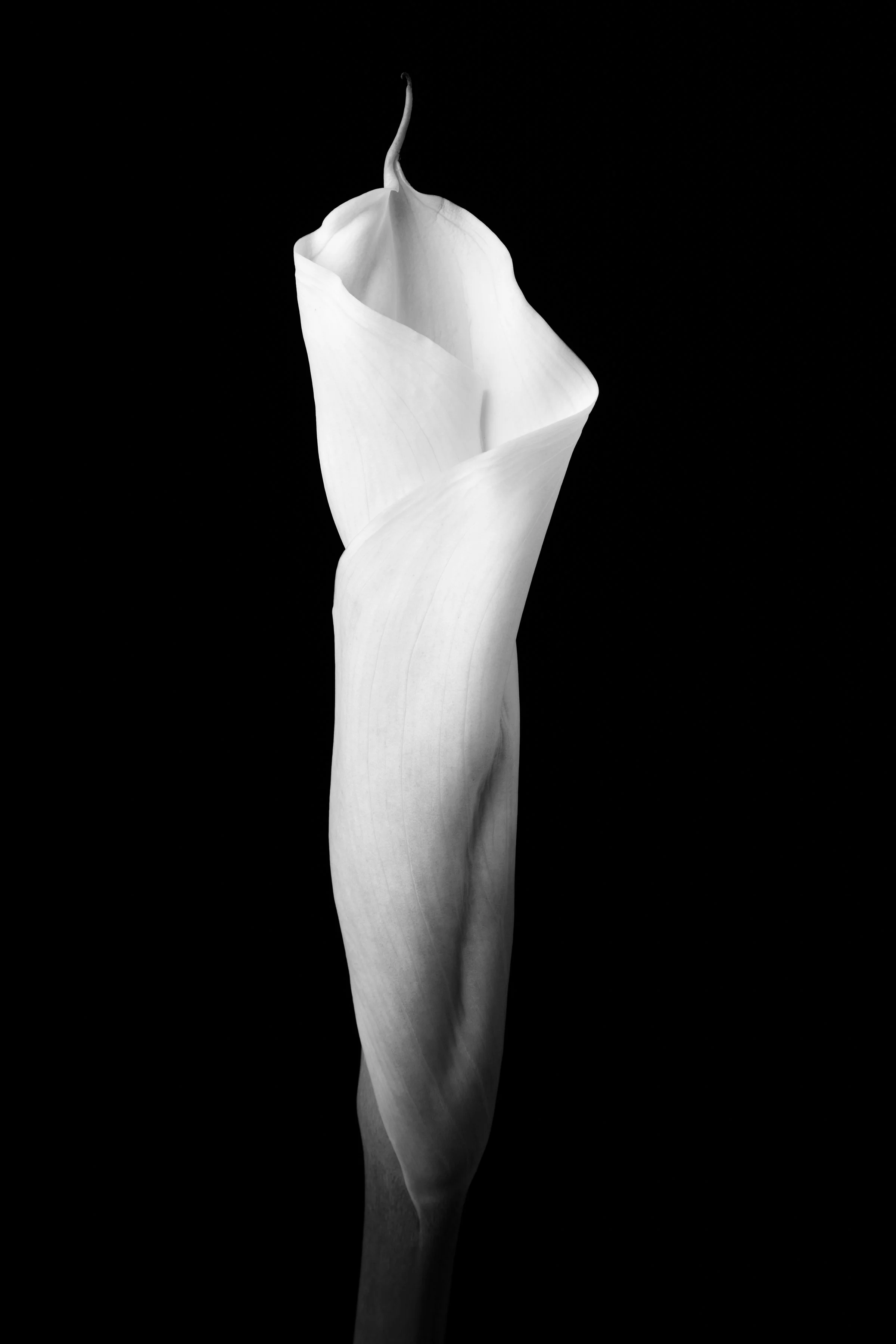 Calla Lily One Hundred-Twelve
