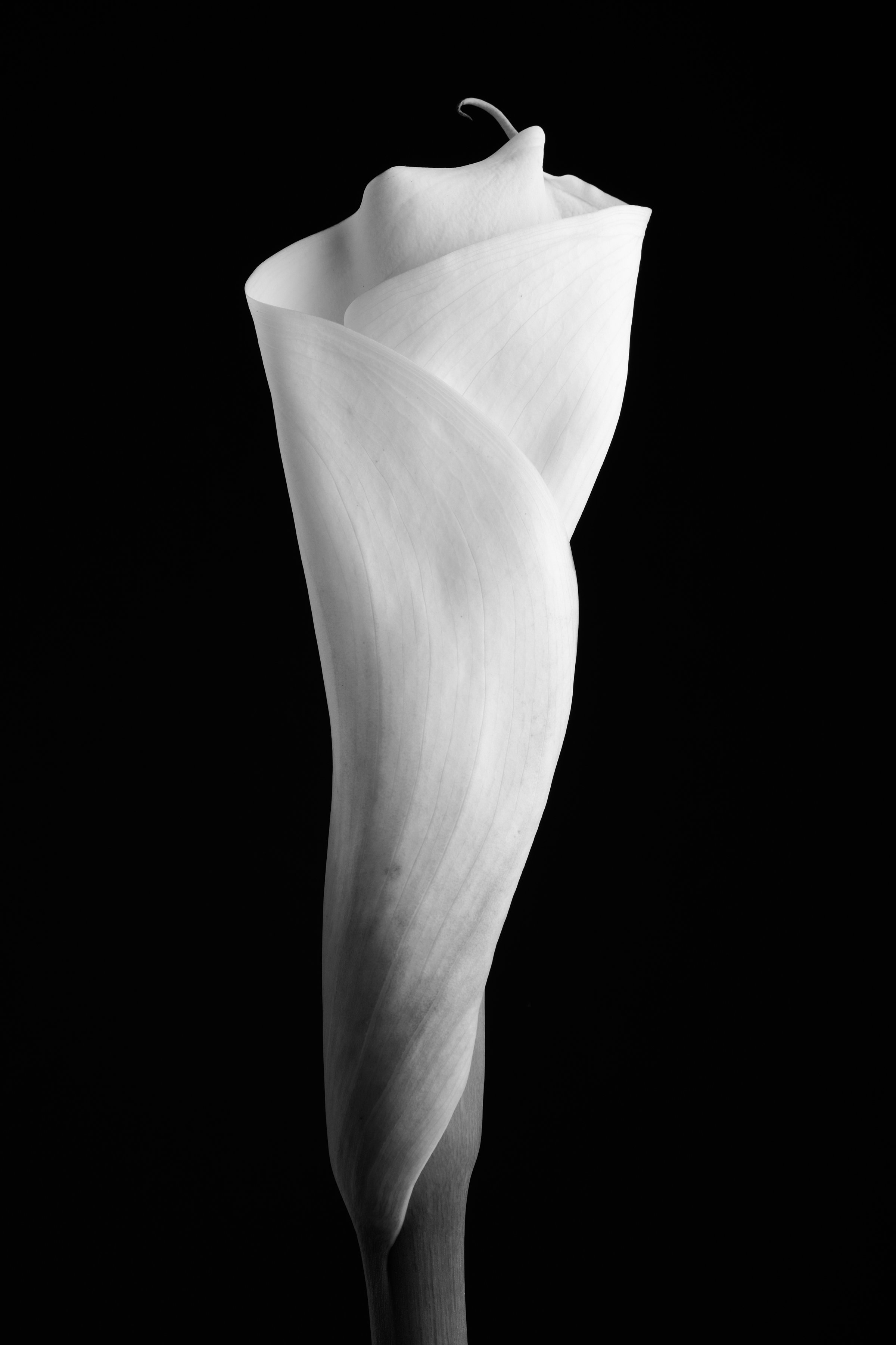 Calla Lily Forty-Two