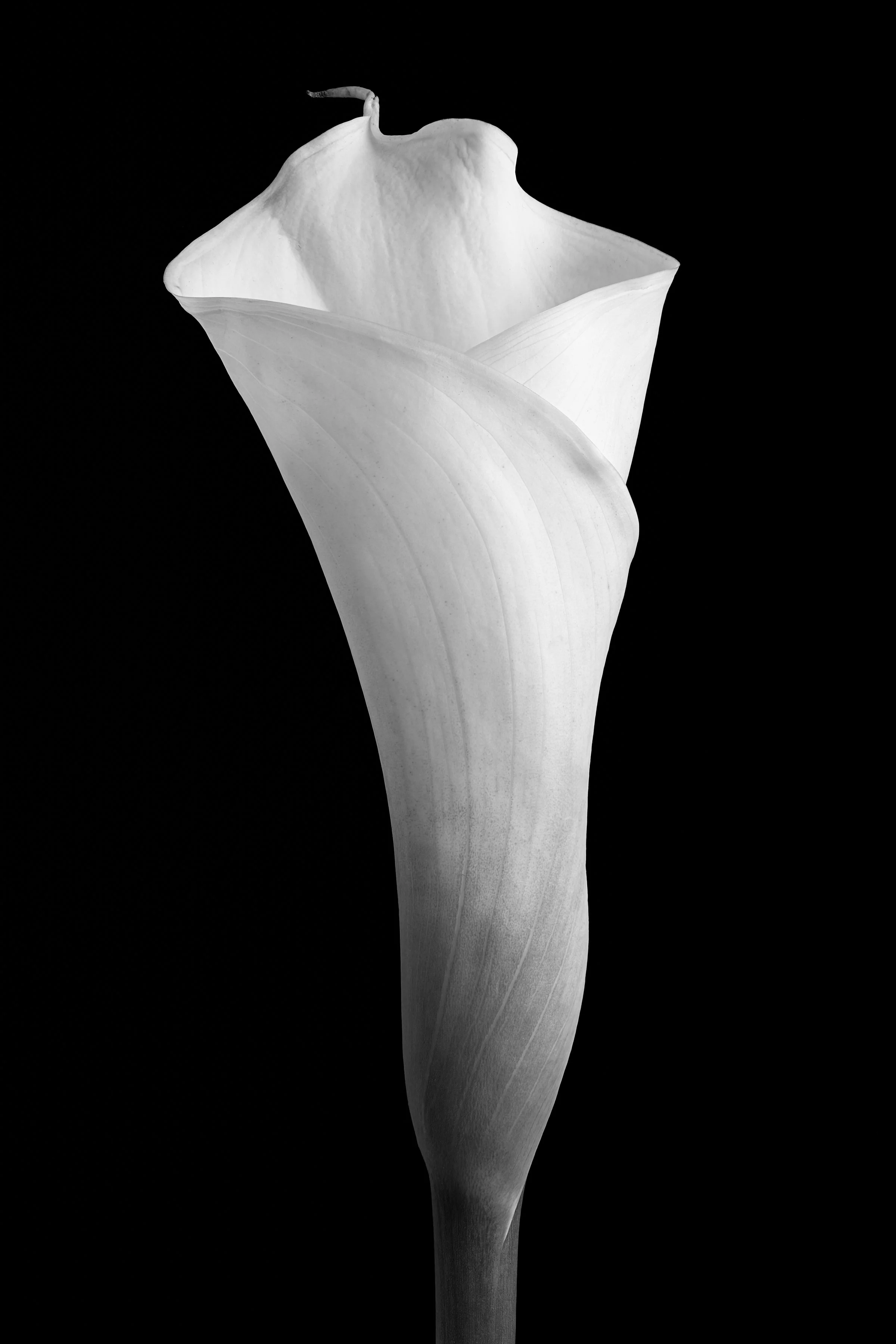 Calla Lily Eleven
