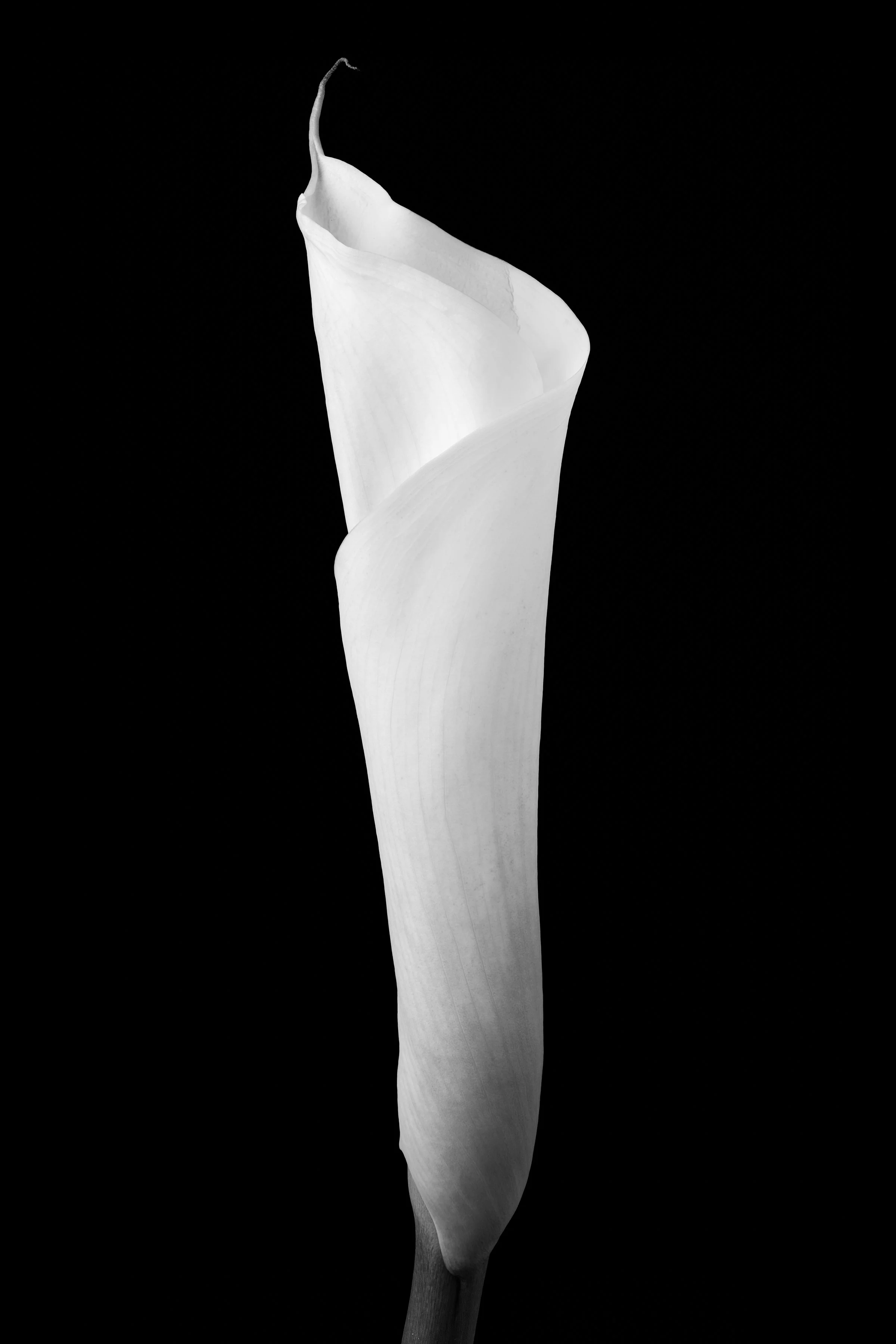 Calla Lily Eighteen