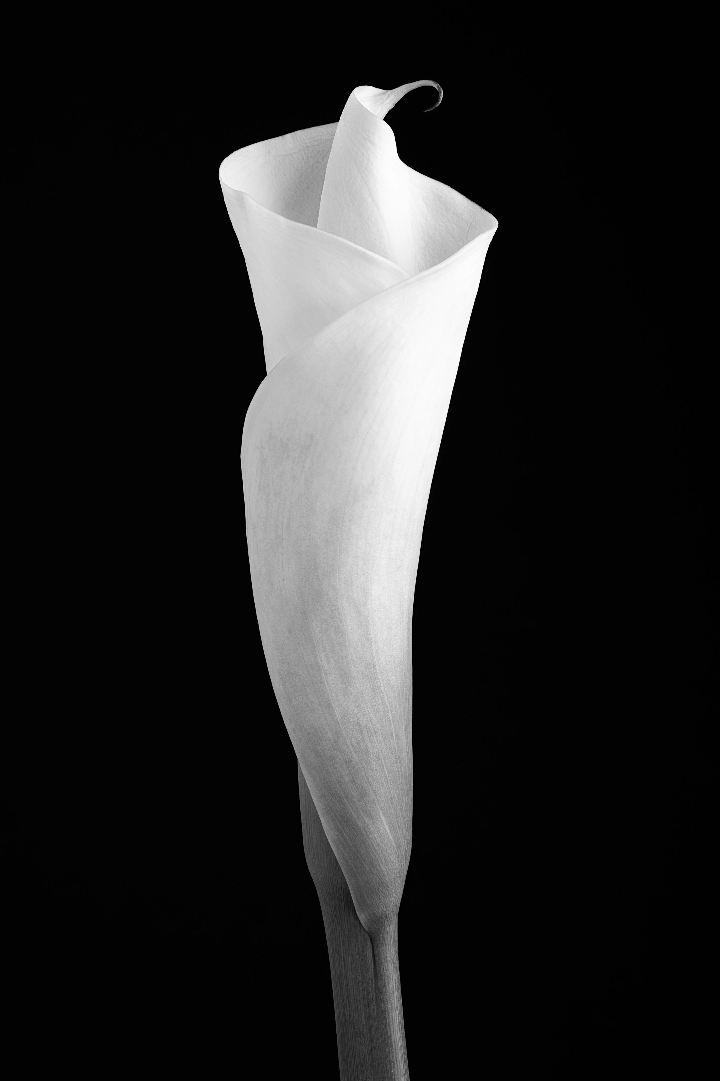 Calla Lily Six (The one I gave to Jason Isbell)