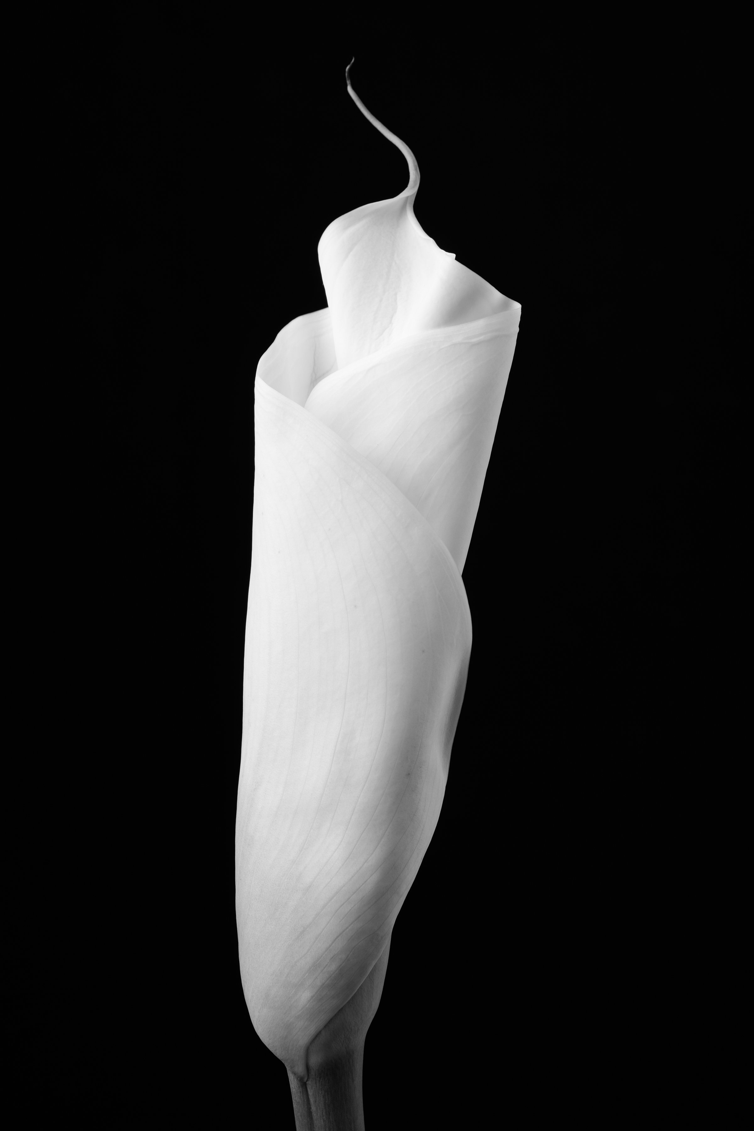 Calla Lily Seventy-Five