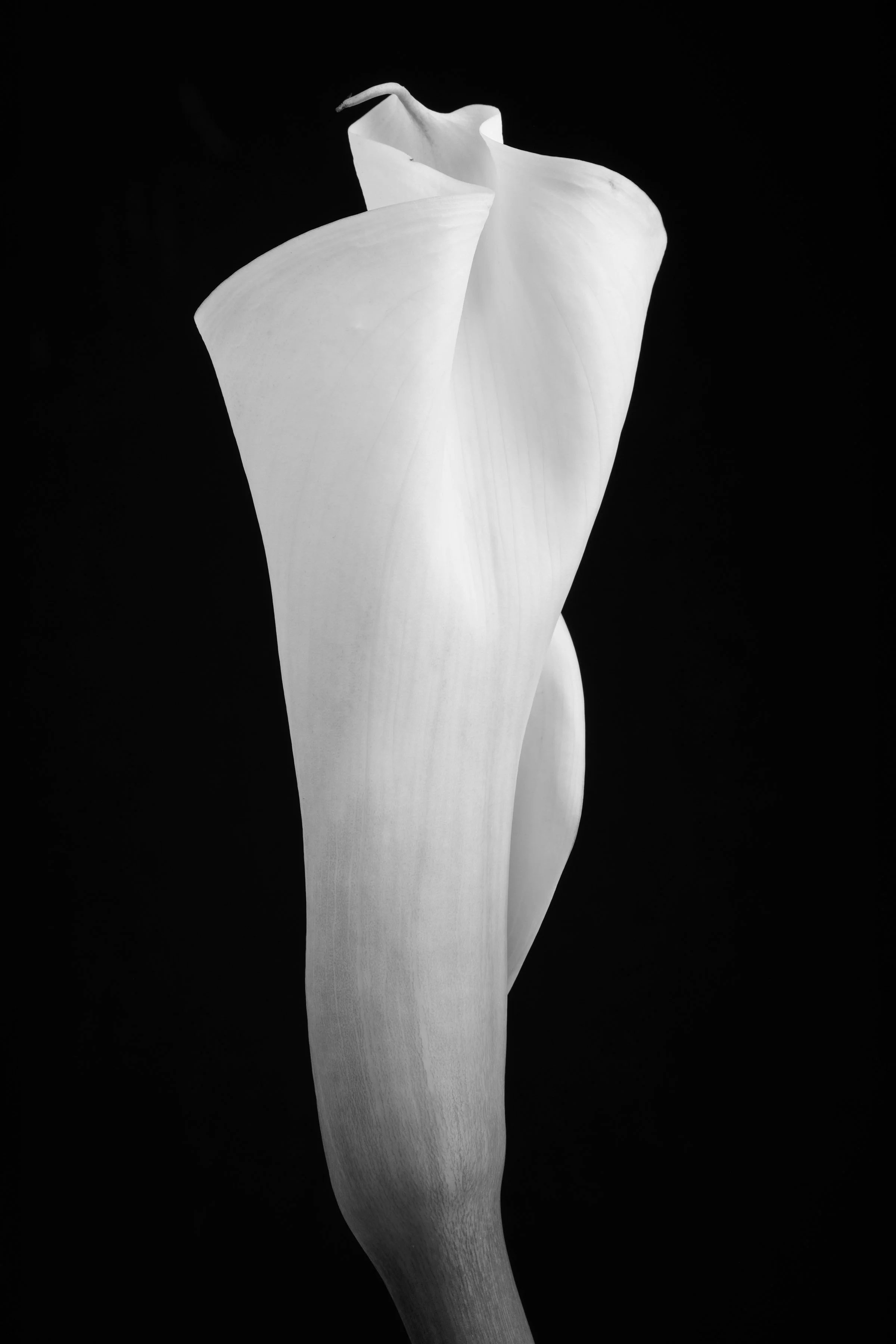 Calla Lily Sixty