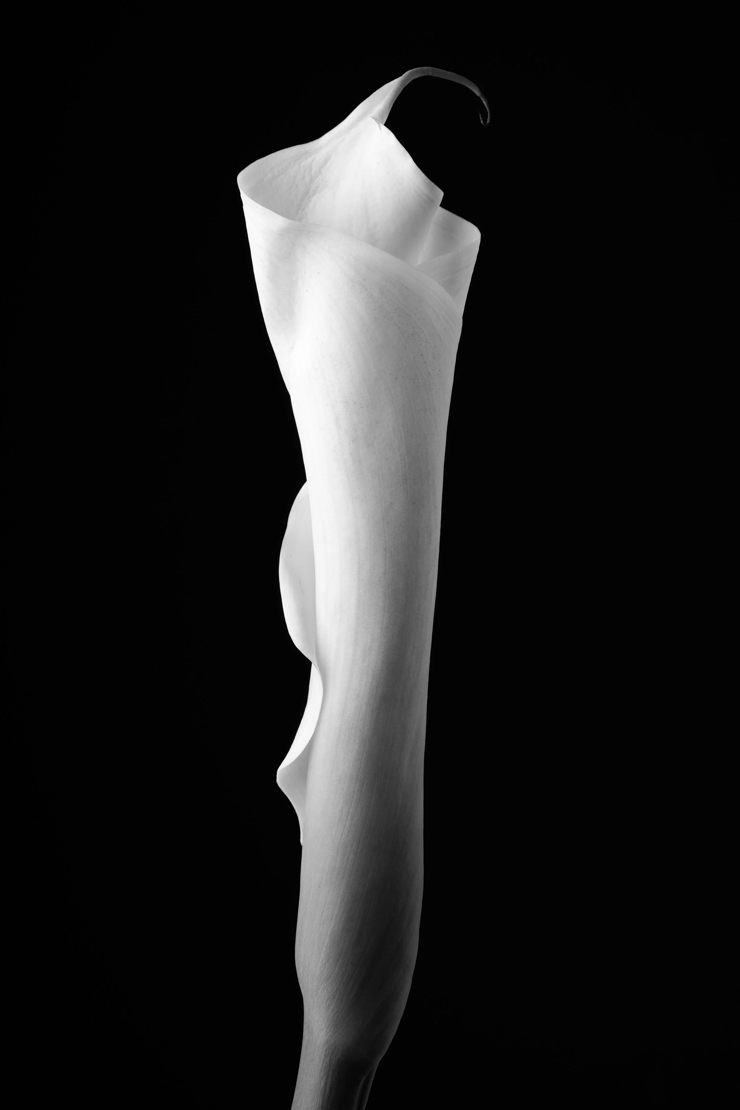 Calla Lily Forty-Six