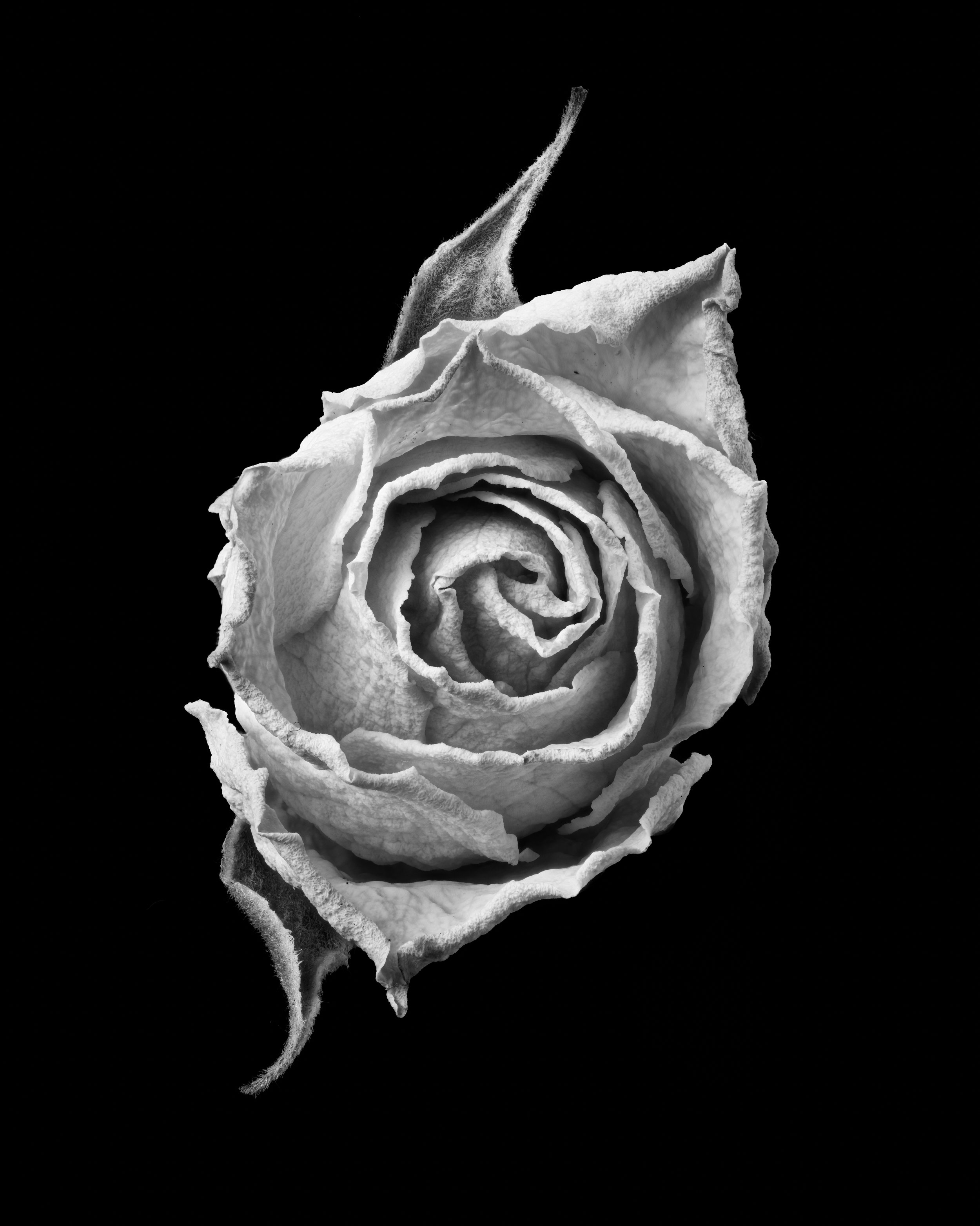 Dried Miniature Rose (2023)