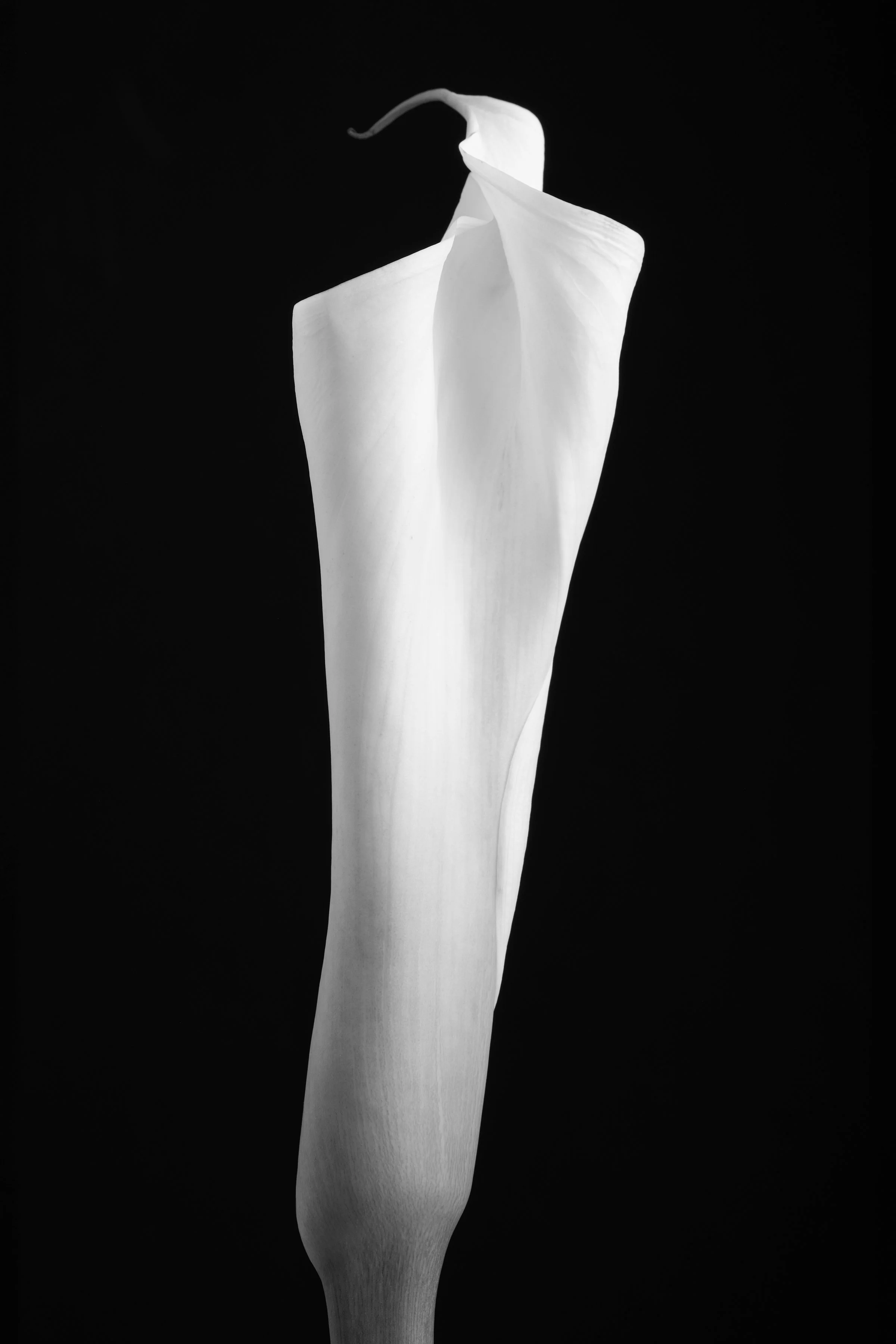 Calla Lily Sixty-Four