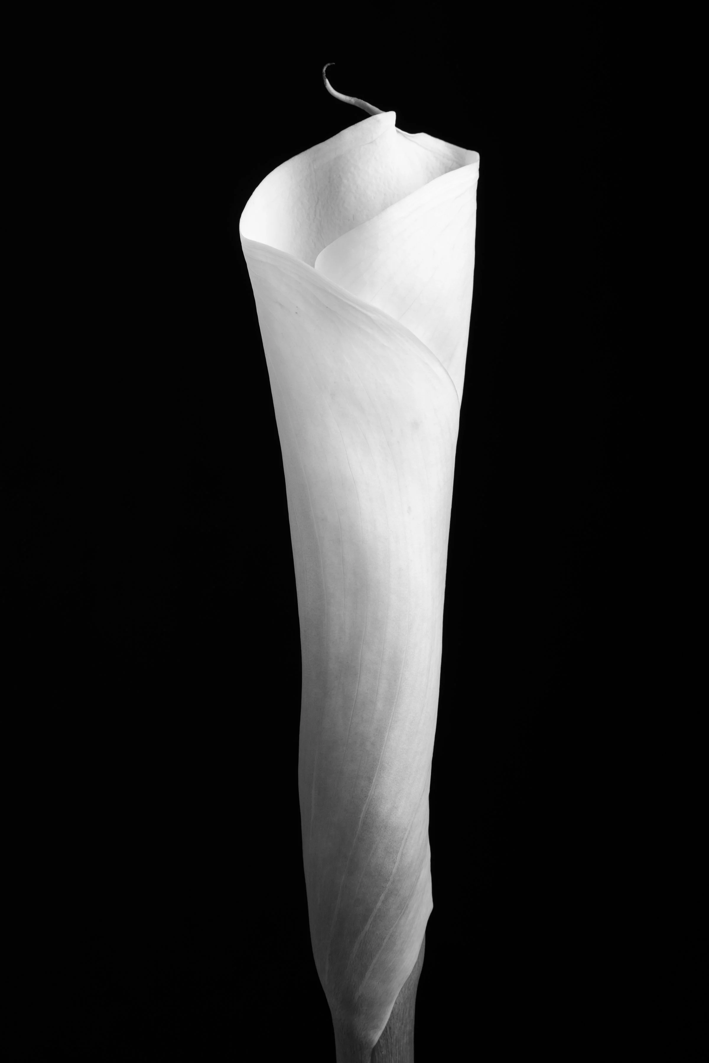 Calla Lily Ninety-Seven