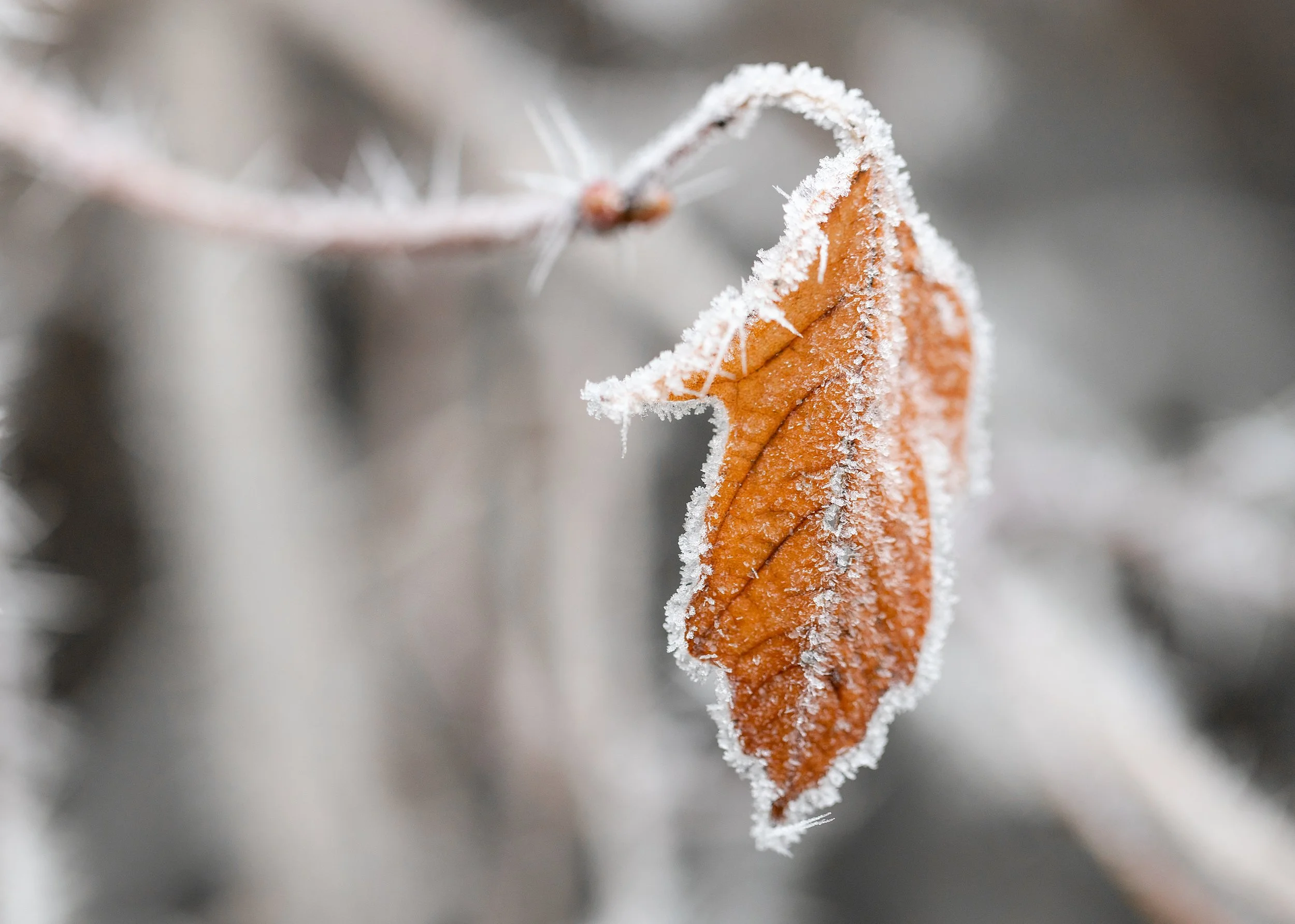 Frosty Leaf