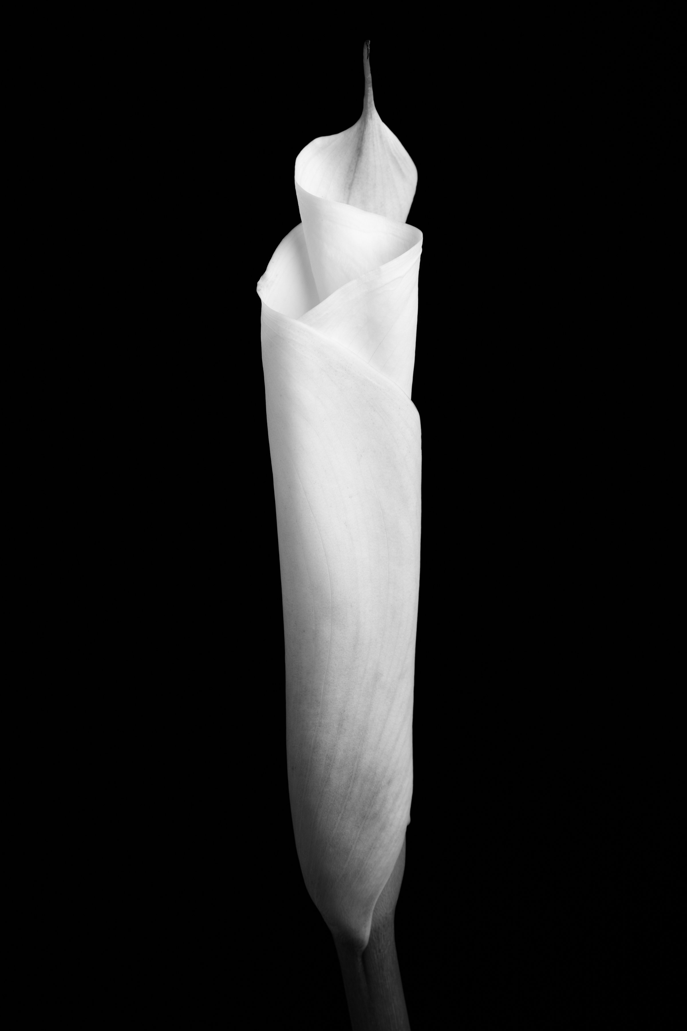 Calla Lily One Hundred-Eight