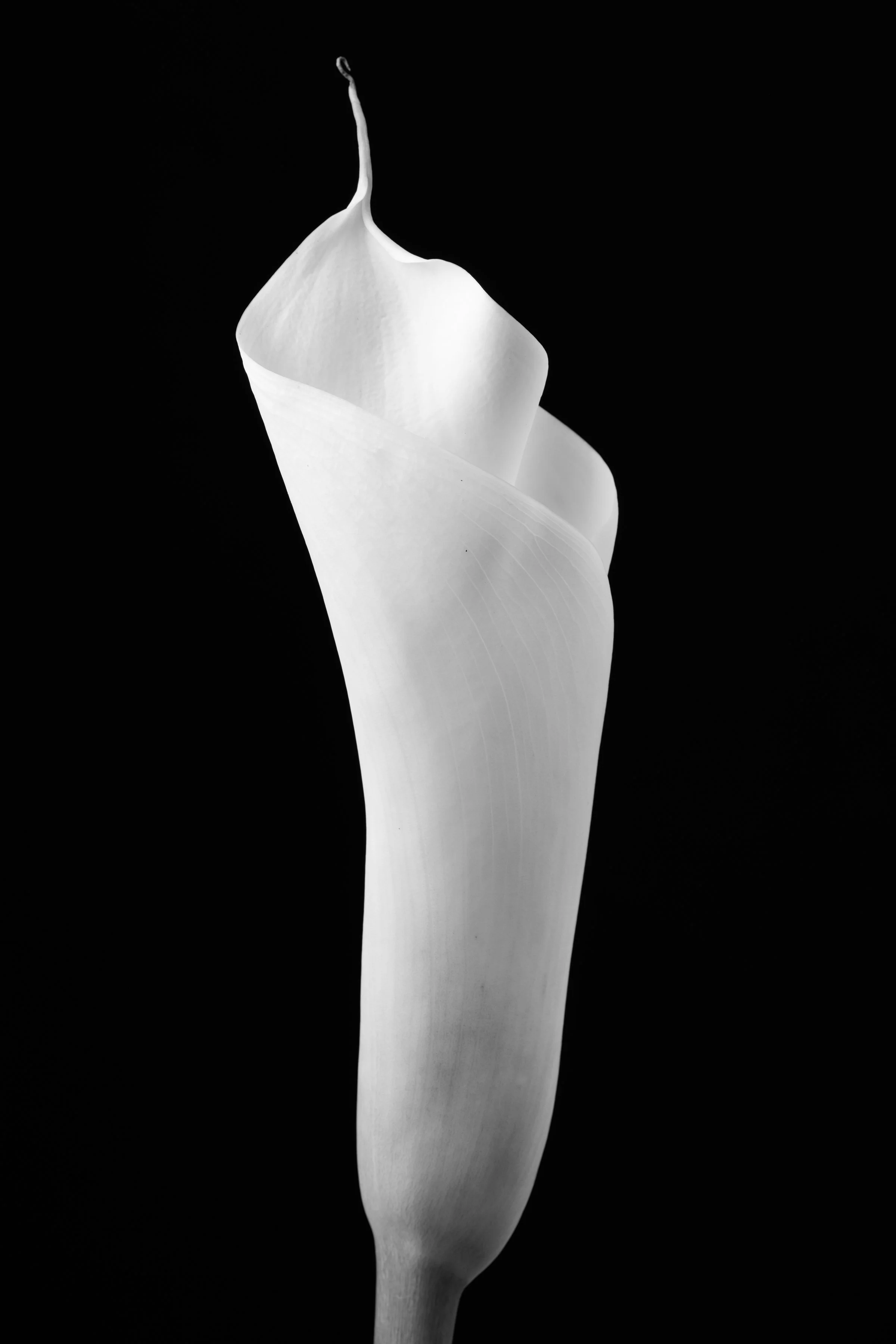 Calla Lily Seventy-Six