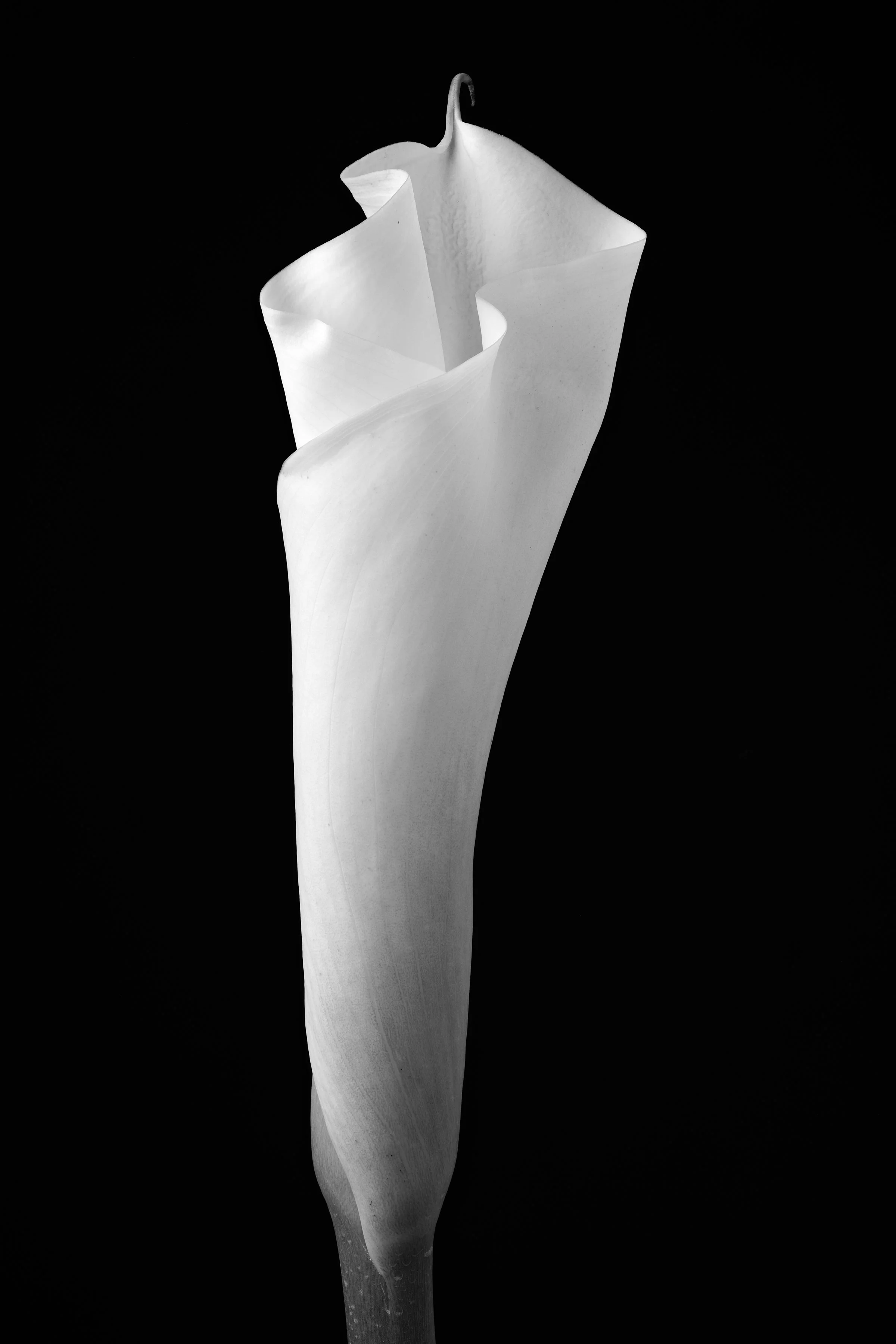 Calla Lily Twenty