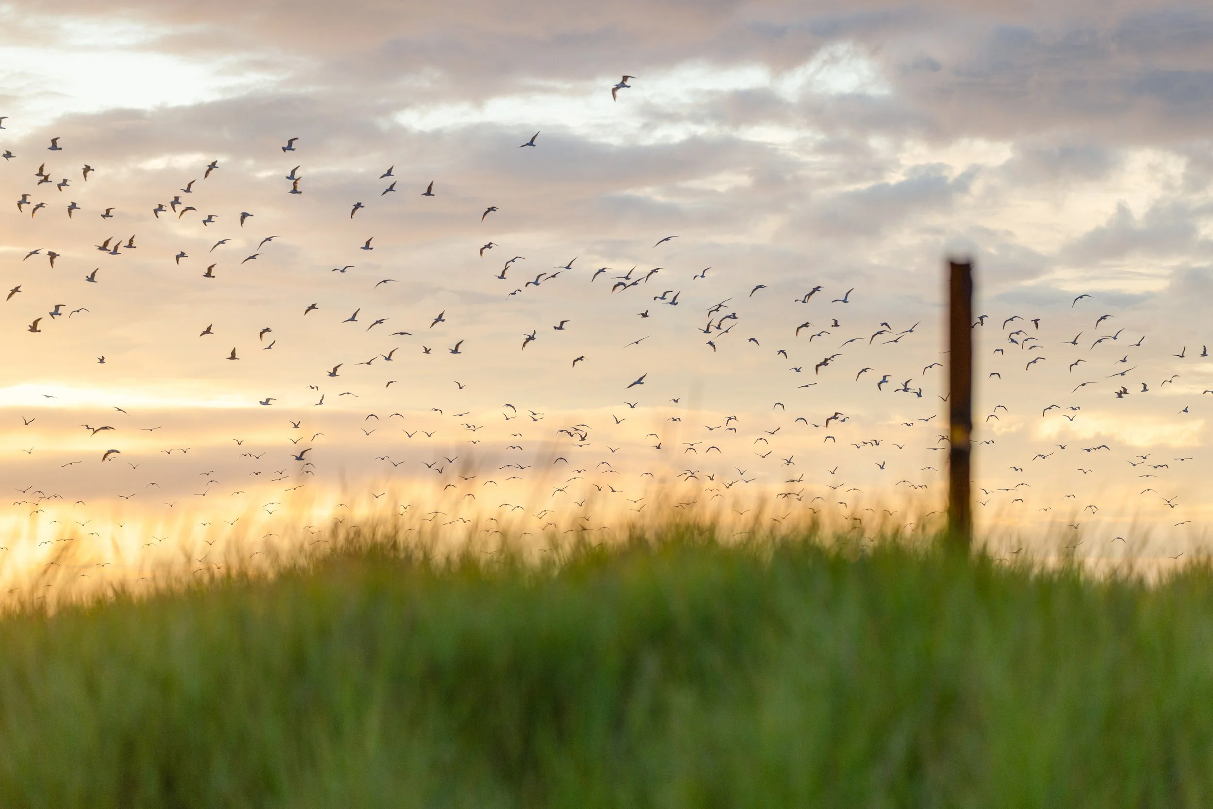Ocean Bird Flight (2025)