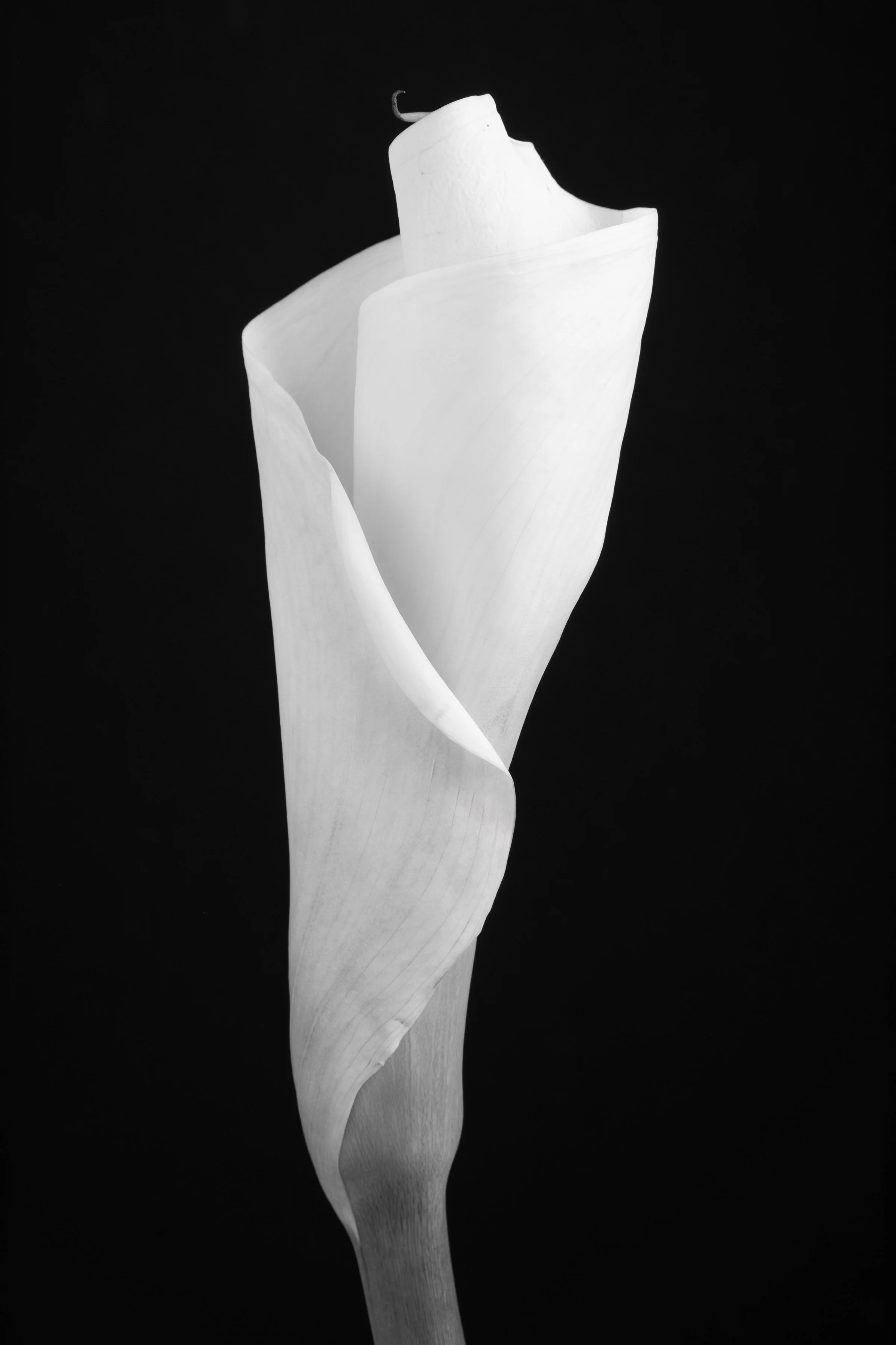 Calla Lily Sixty-Two