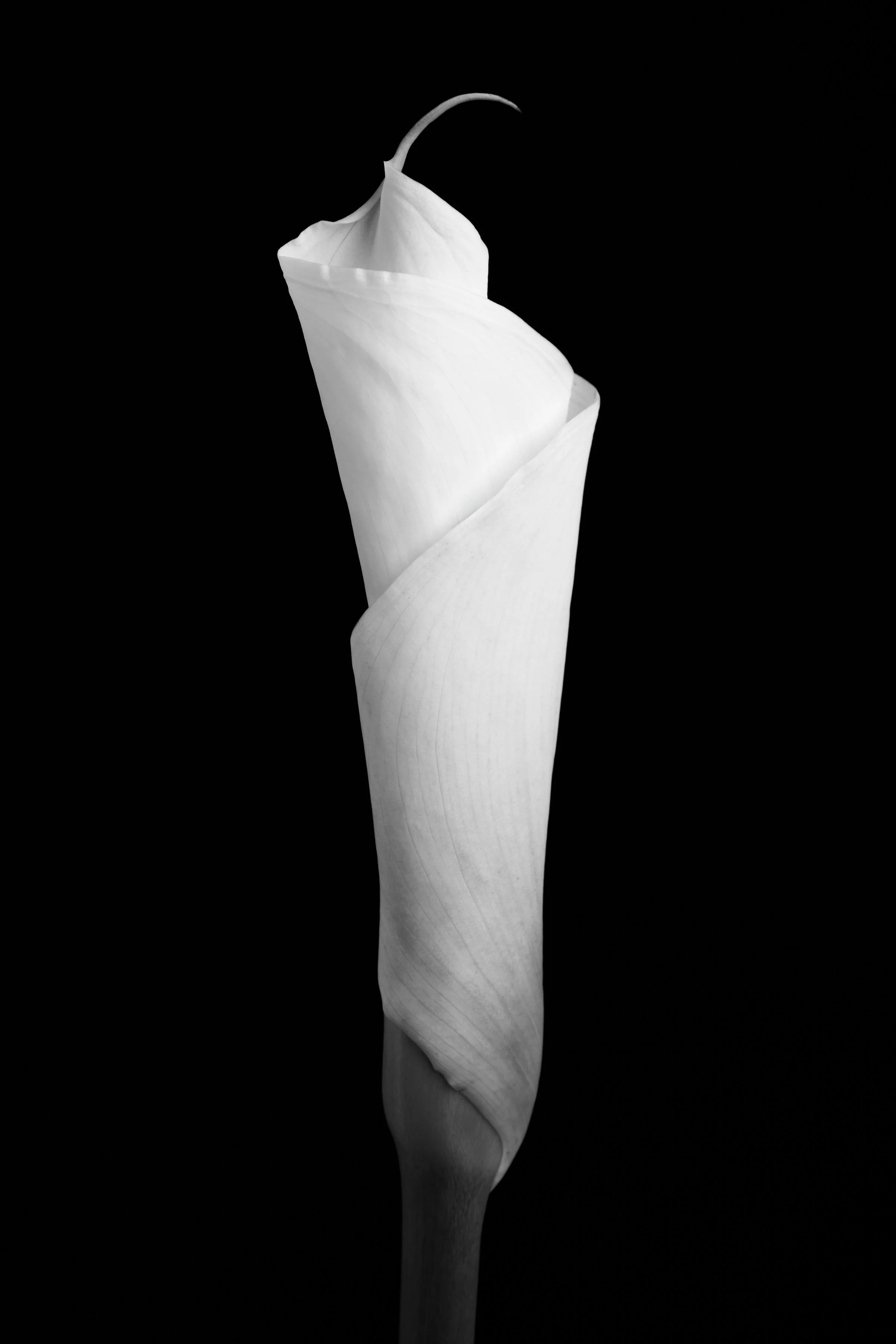 Calla Lily One Hundred-Seven