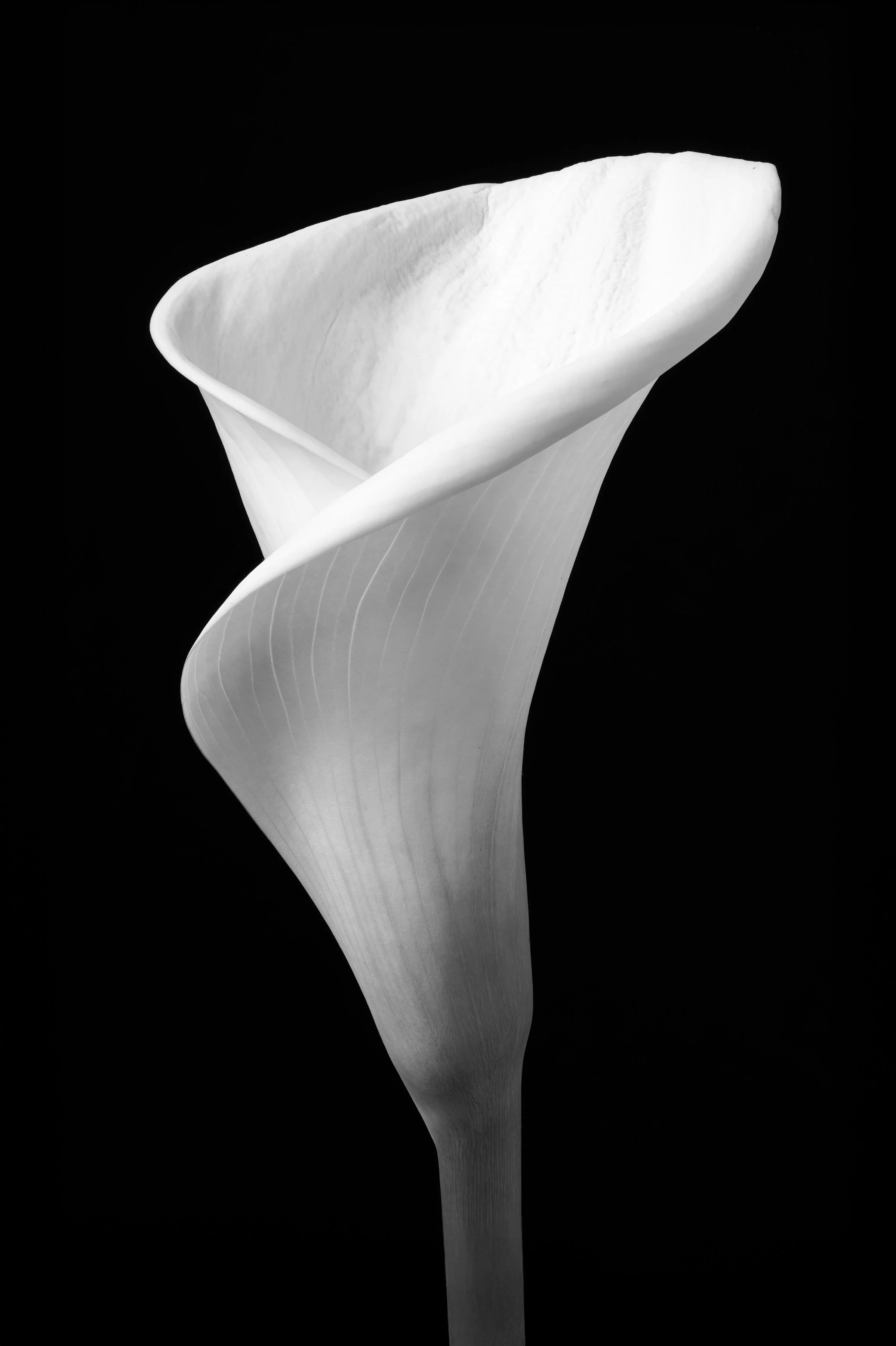 Calla Lily Ninety-Three