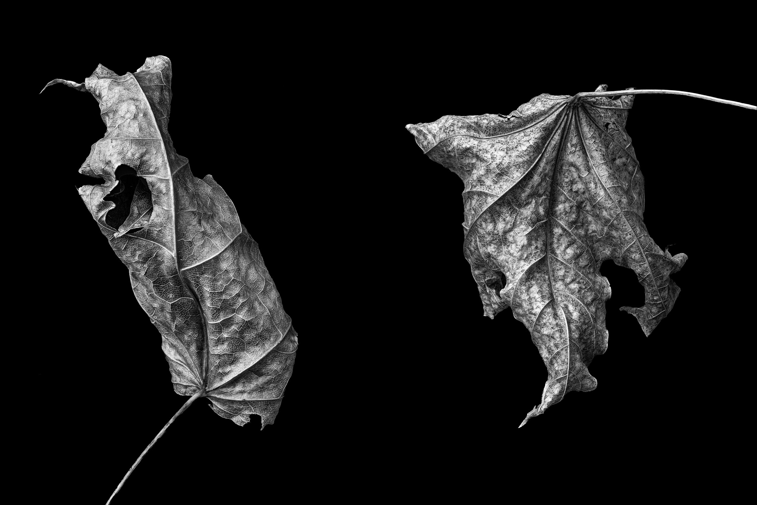The Fallen Leaves (2023)